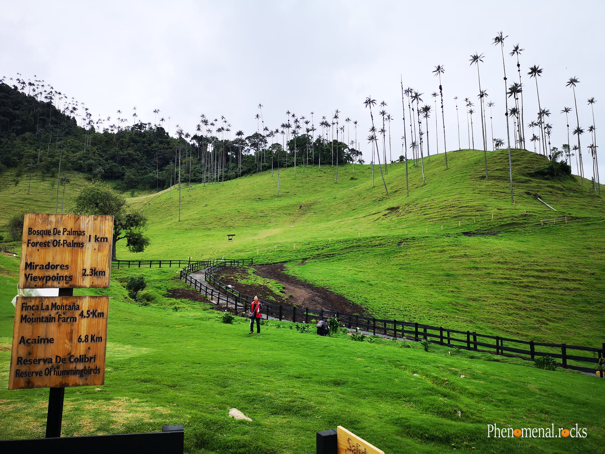Valle del Cocora, Quindio