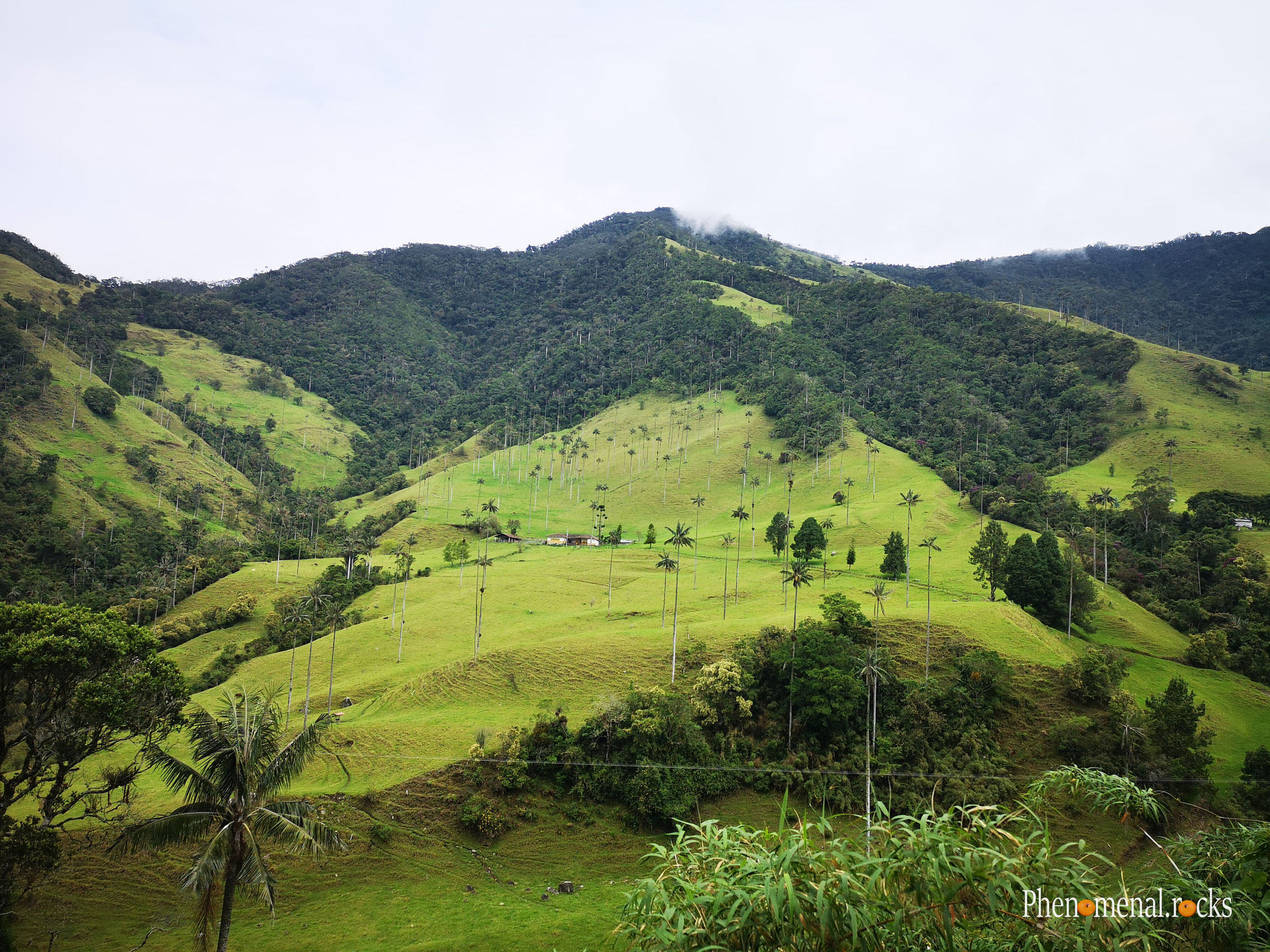 Valle del Cocora, Quindio