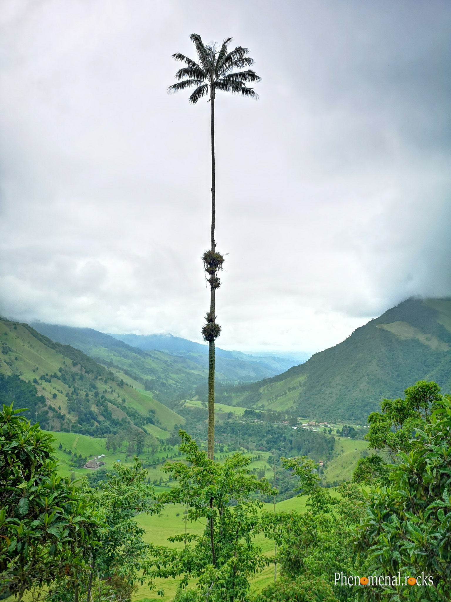 Valle del Cocora, Quindio