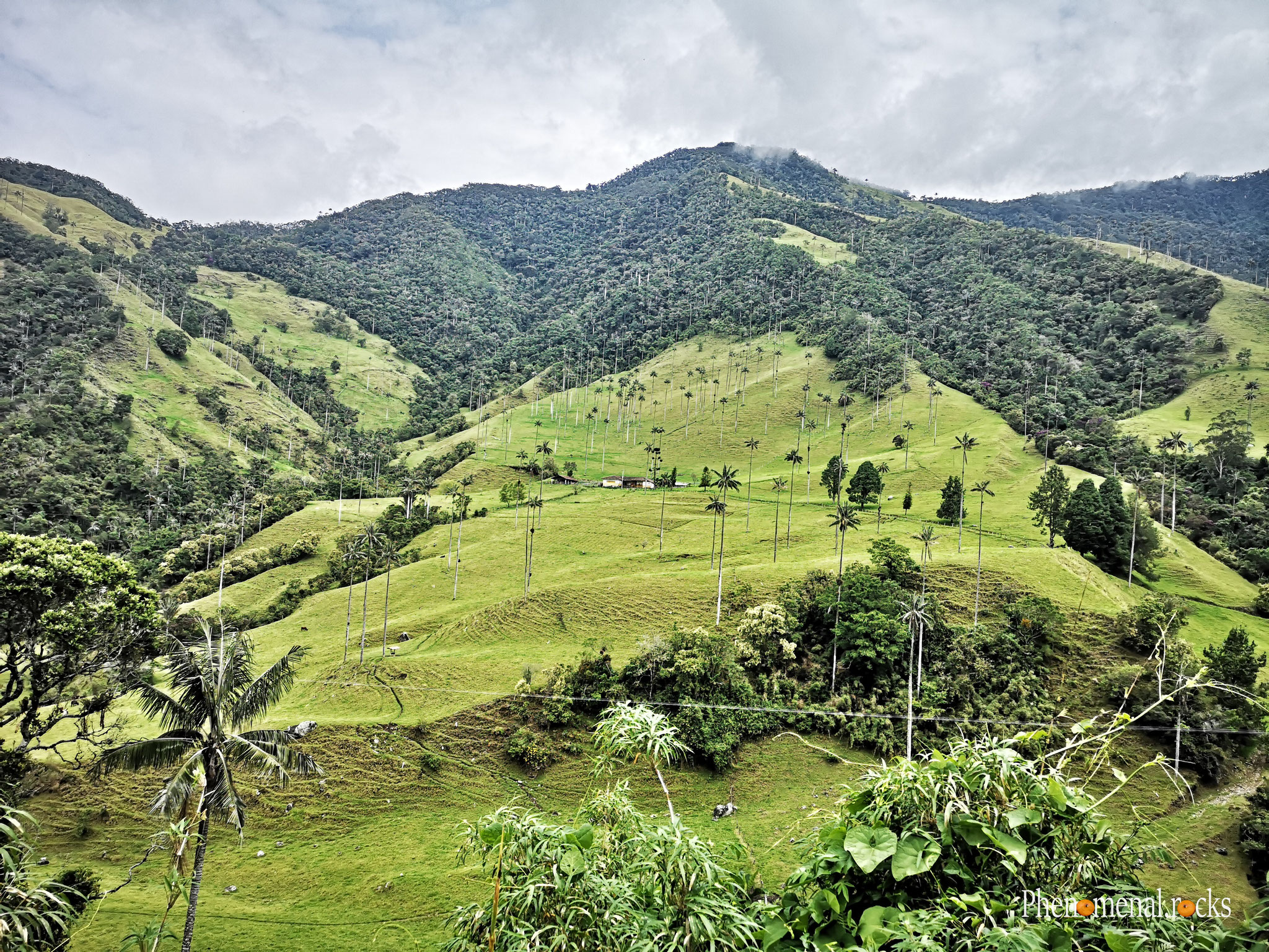 Valle del Cocora, Quindio
