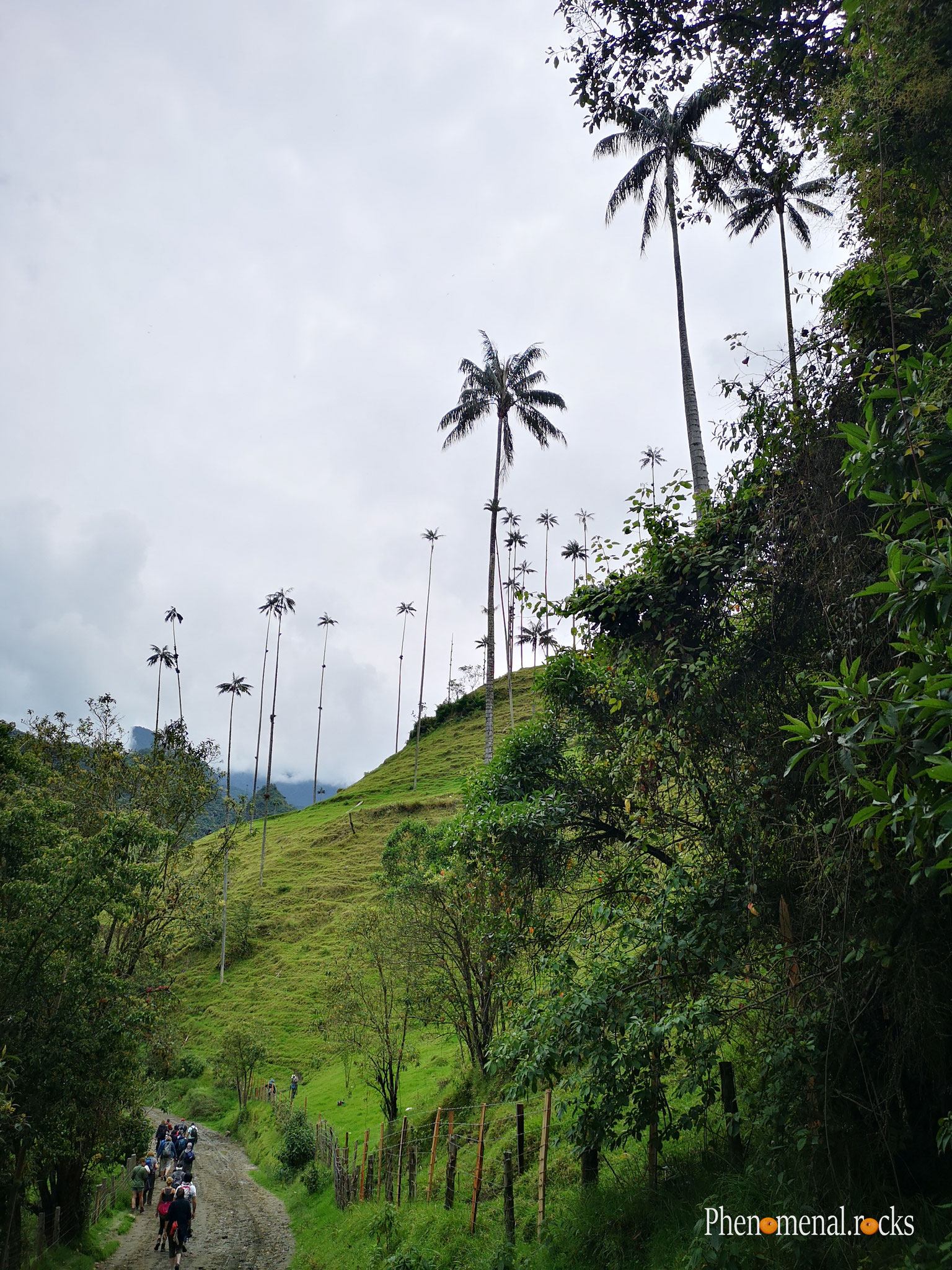 Valle del Cocora, Quindio