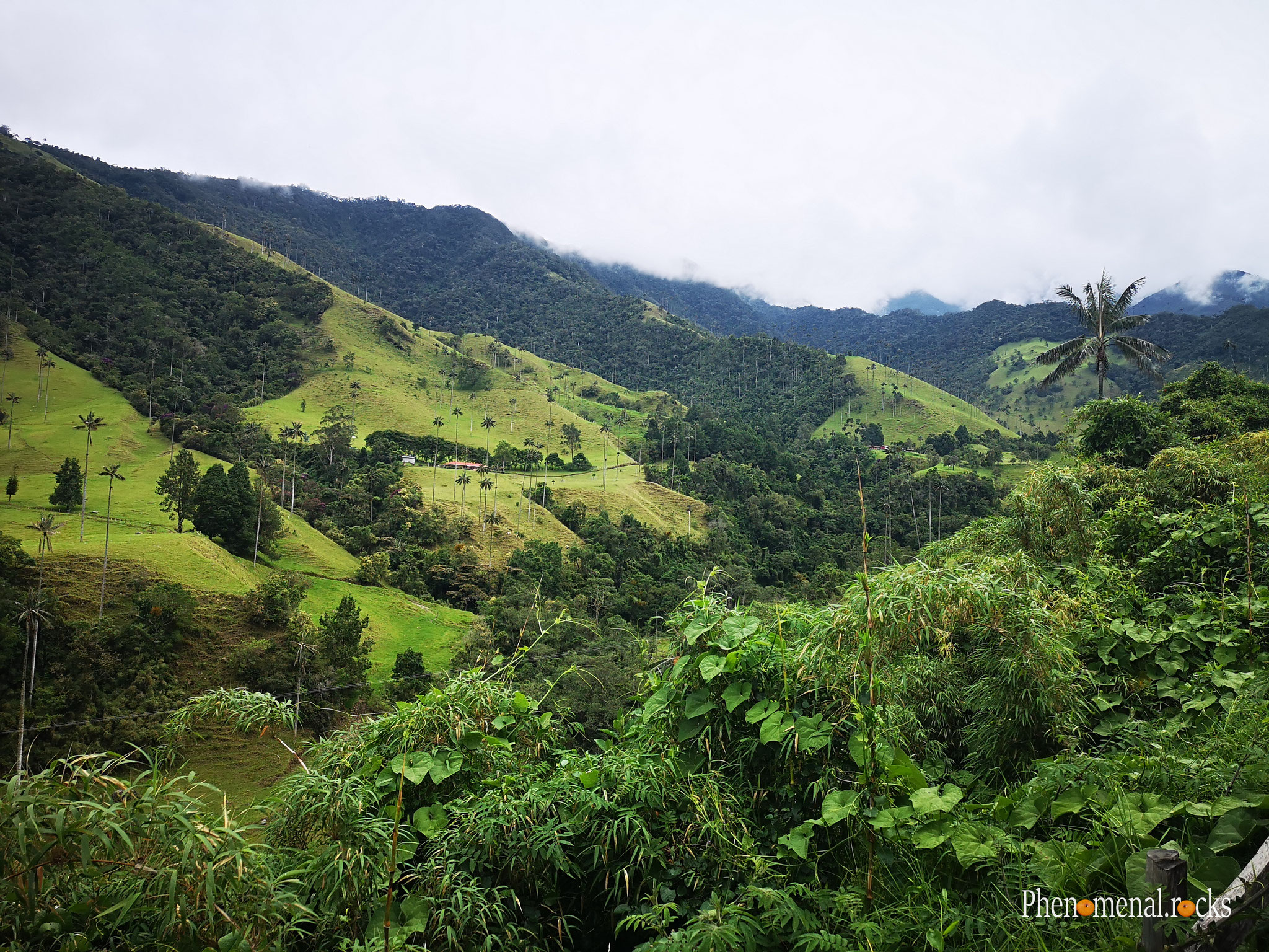 Valle del Cocora, Quindio