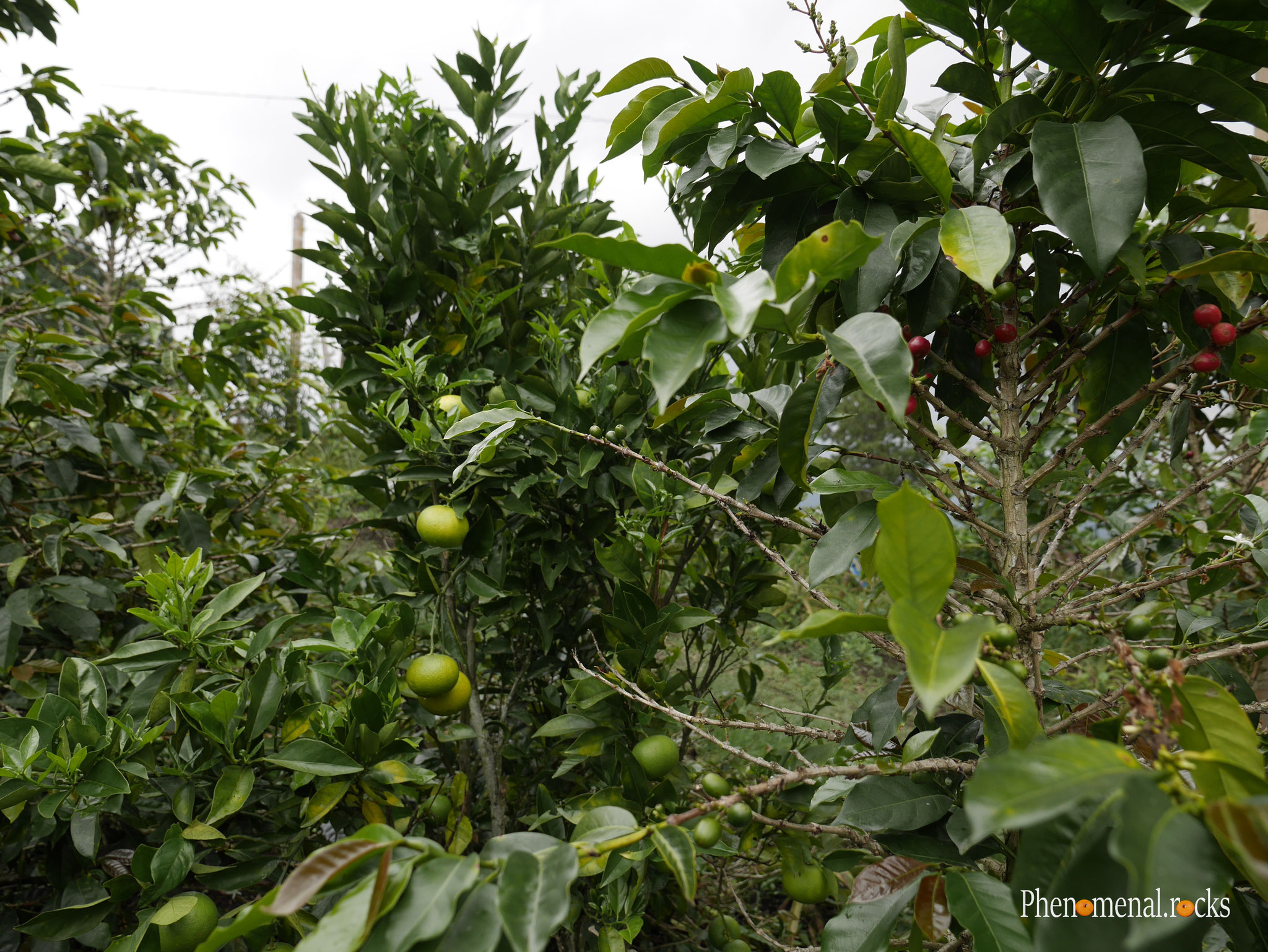 San Agustin, Huila - Tierra Activa