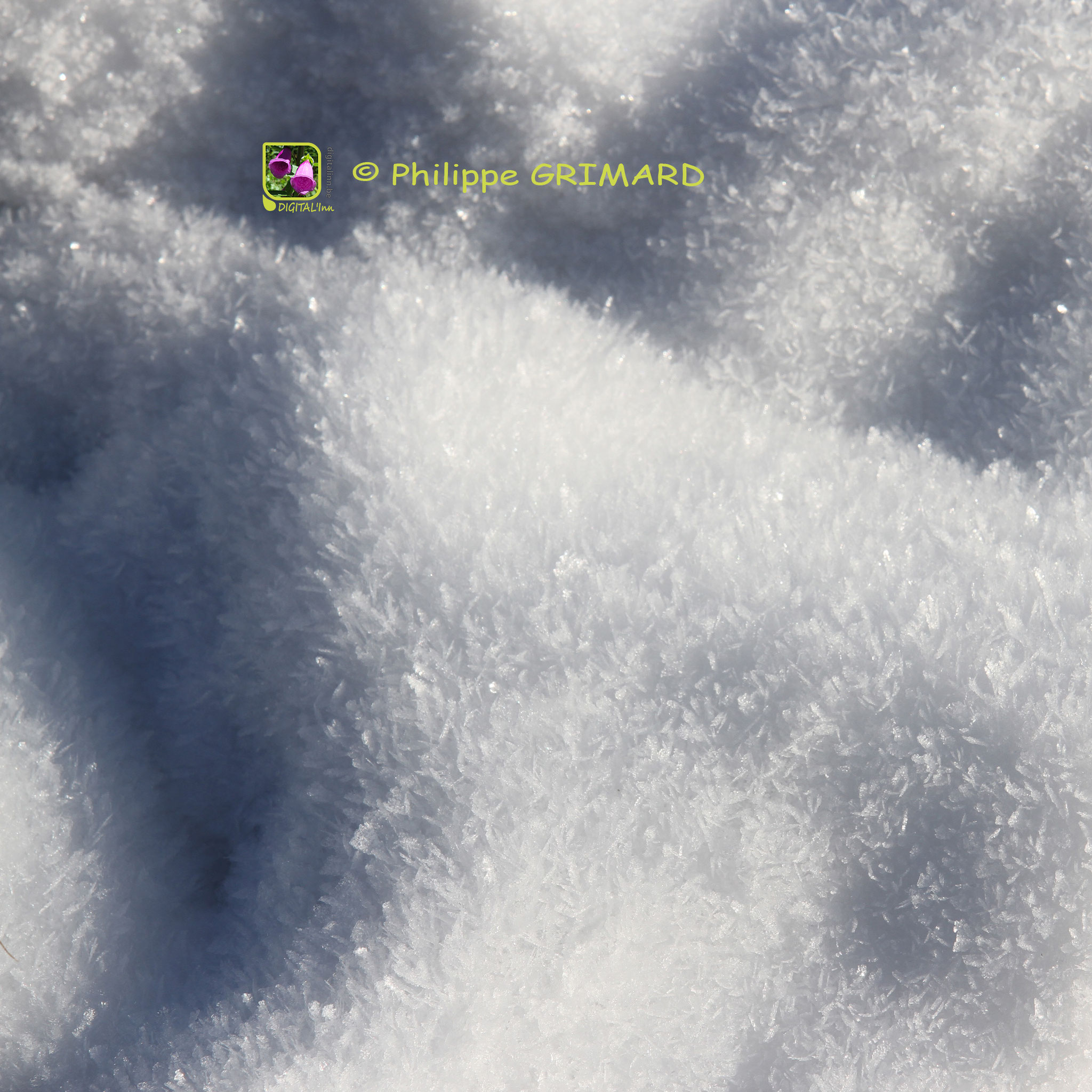 Corai en neige
