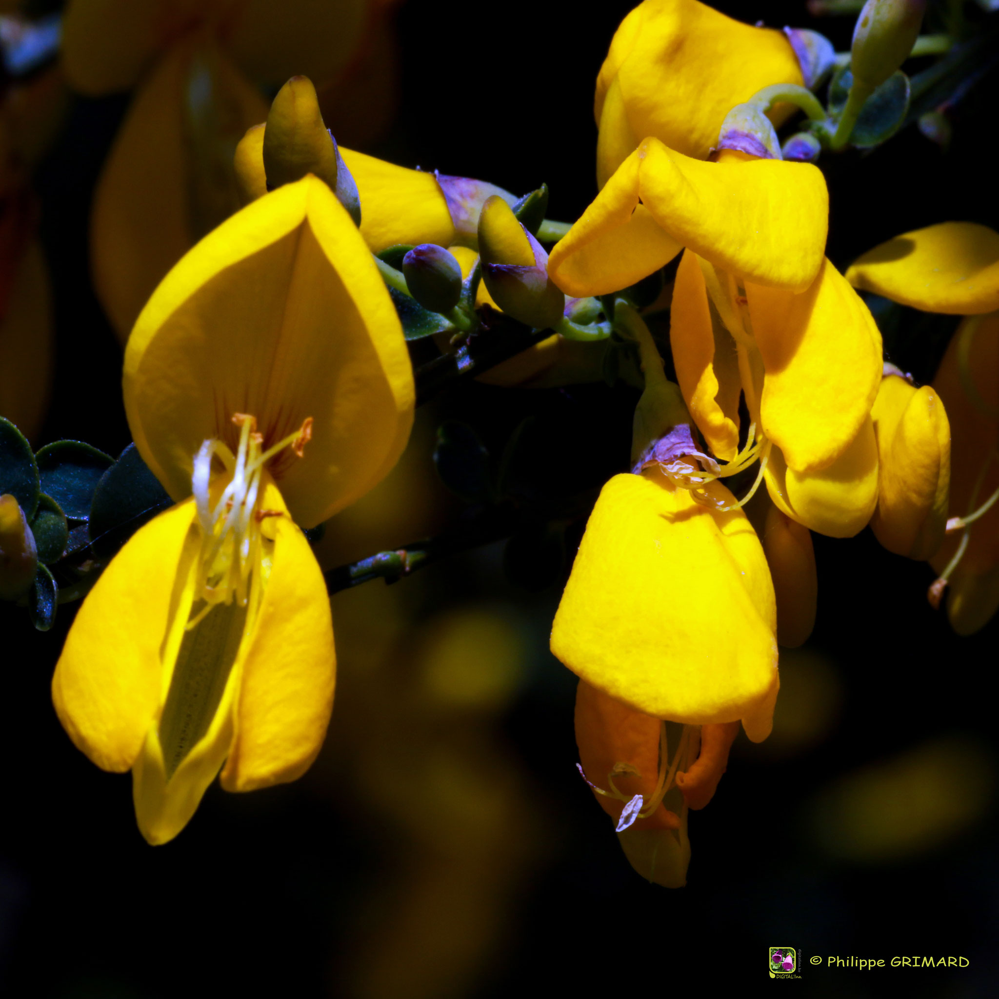 Genêt à balais (Cytisus scoparius) - Fabaceae
