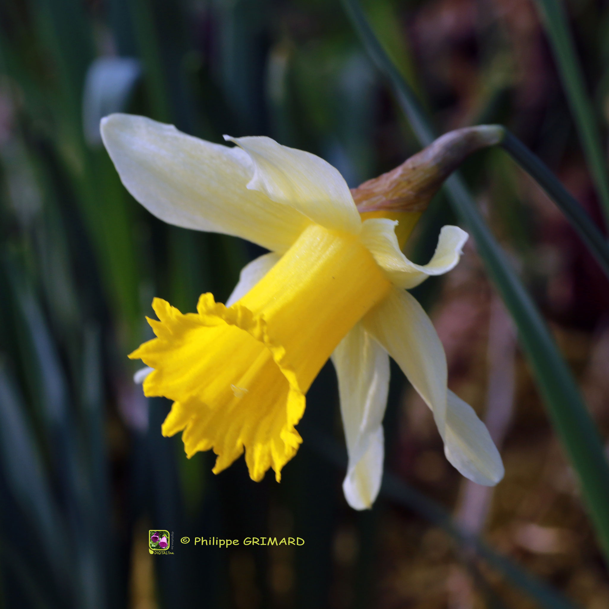 Jonquille (Narcissus pseudonarcissus) Amaryllidaceae
