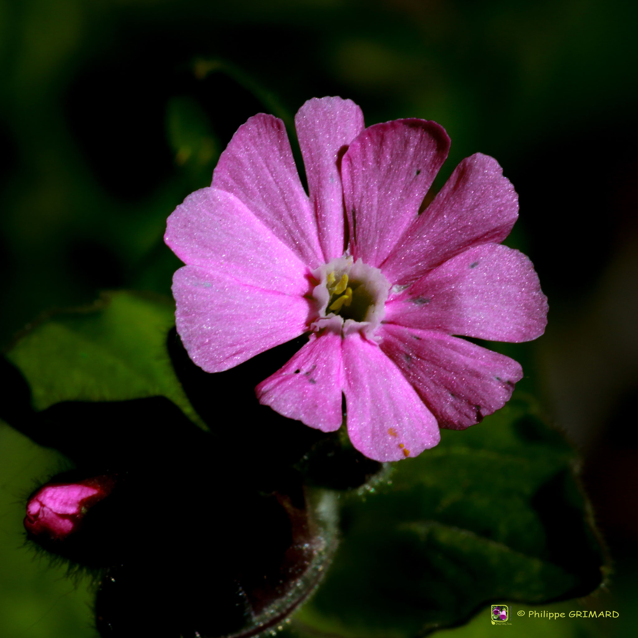 Compagnon rouge (Silene dioica) - Caryophyllaceae