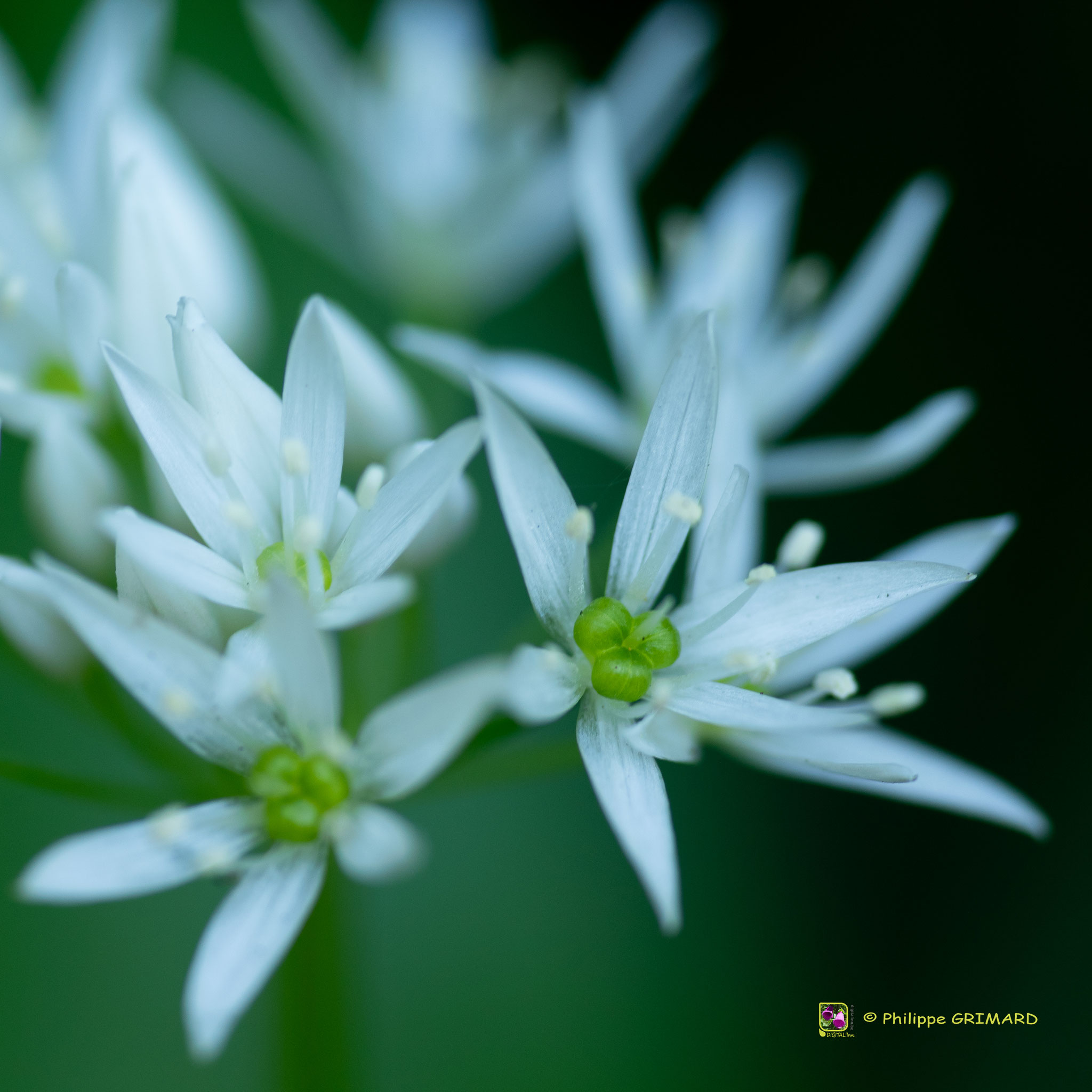 Philippe Grimard : Flore au fil de nos sentiers et des saisons