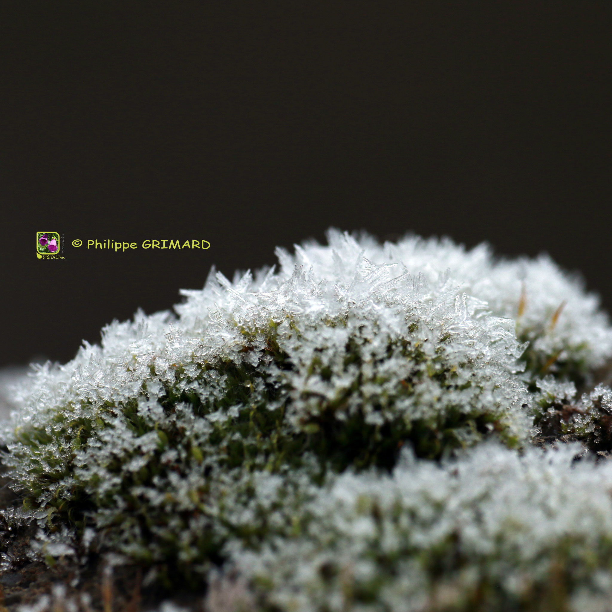 Hérisson d'hiver