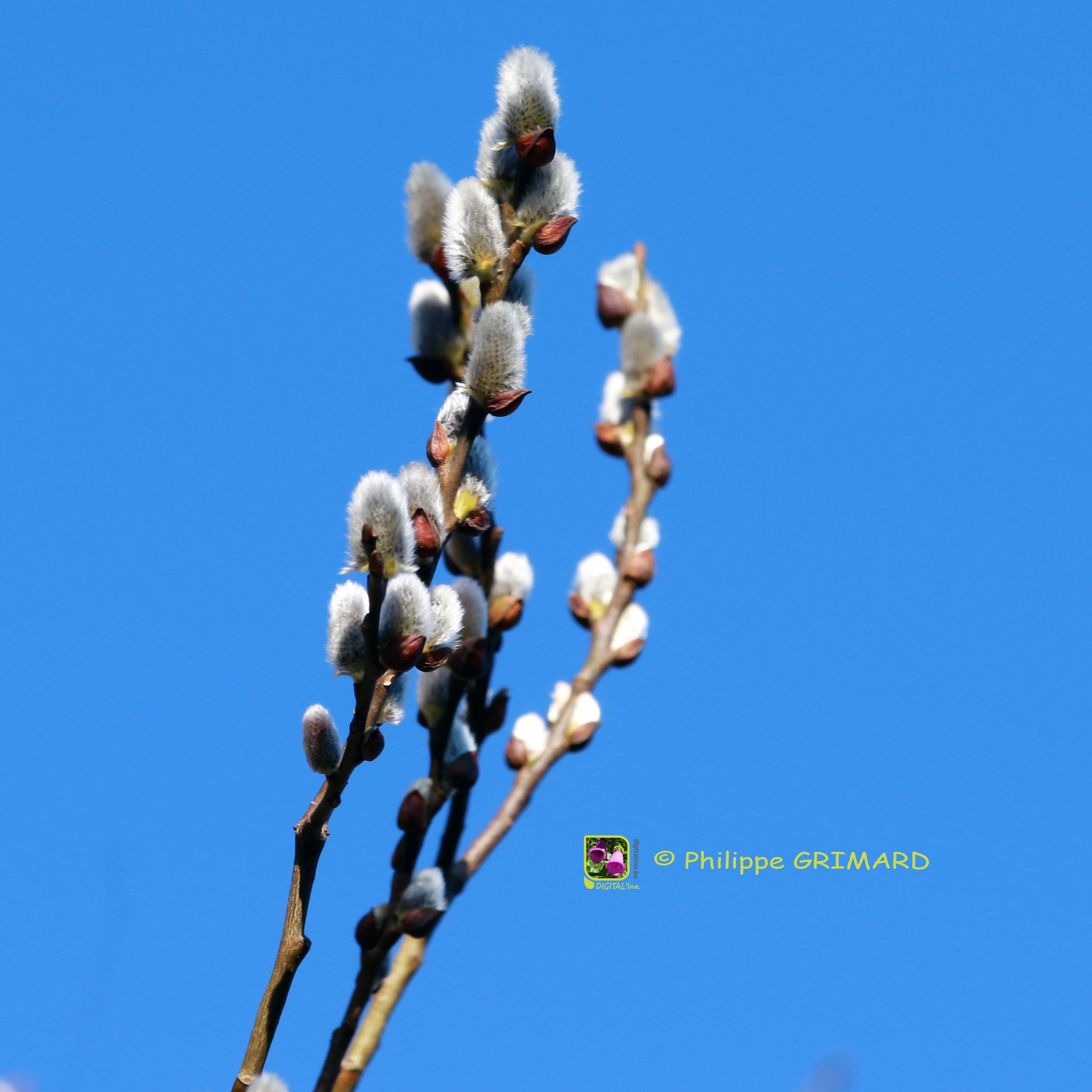 Saule (Salix) Salicaceae