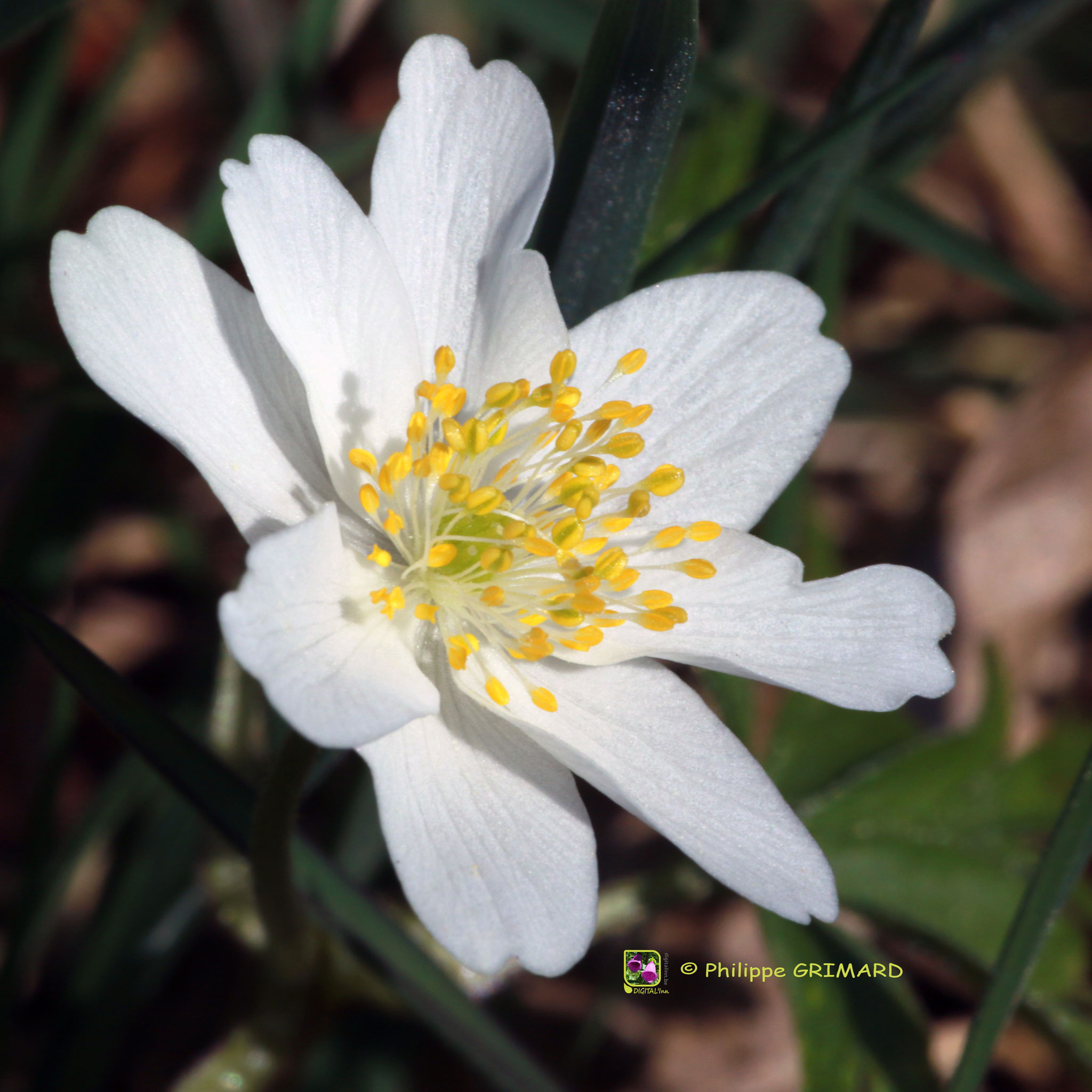 Anémone des bois (Anemonoides nemorosa) Ranunculaceae