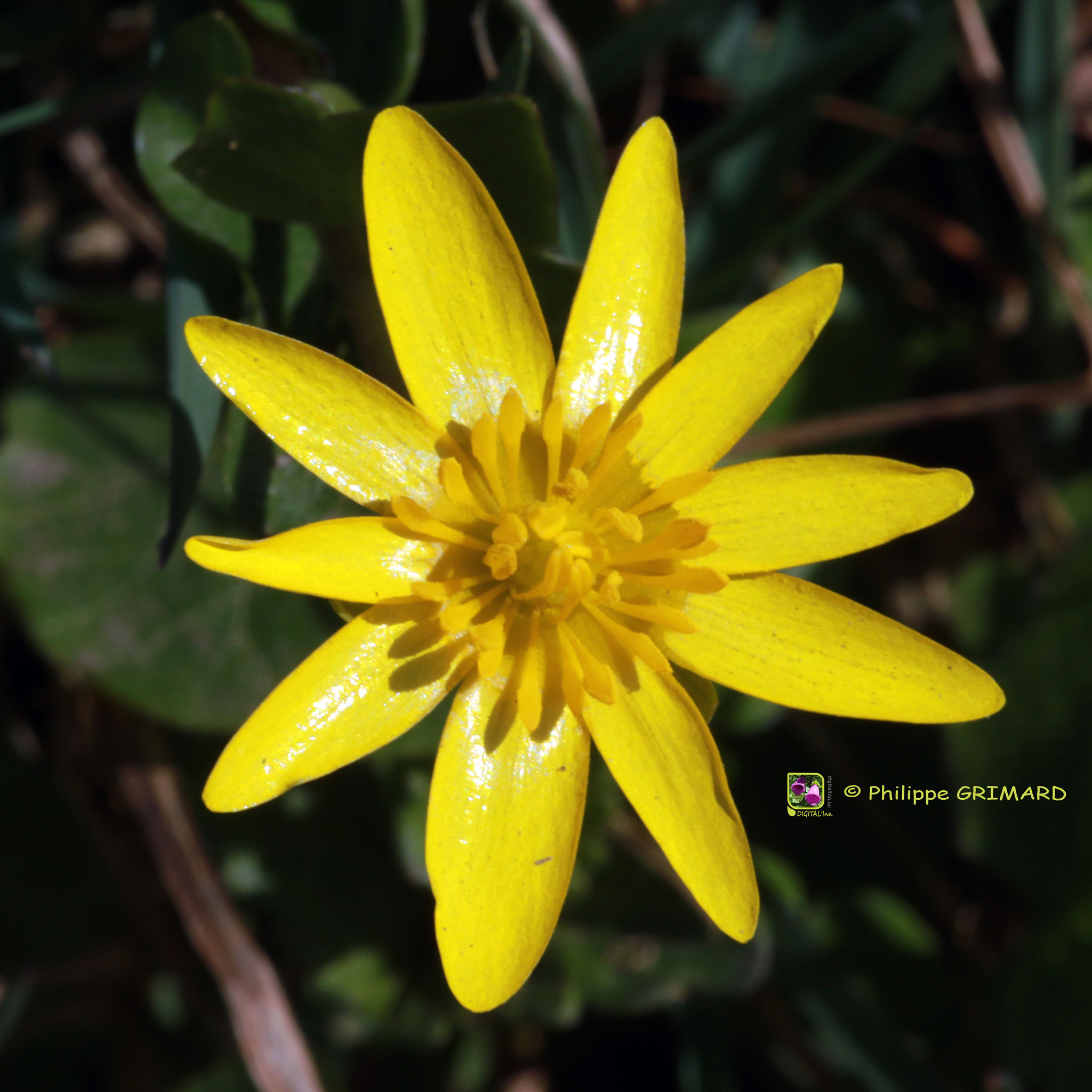 Ficaire (Ranunculus ficaria) Ranunculaceae