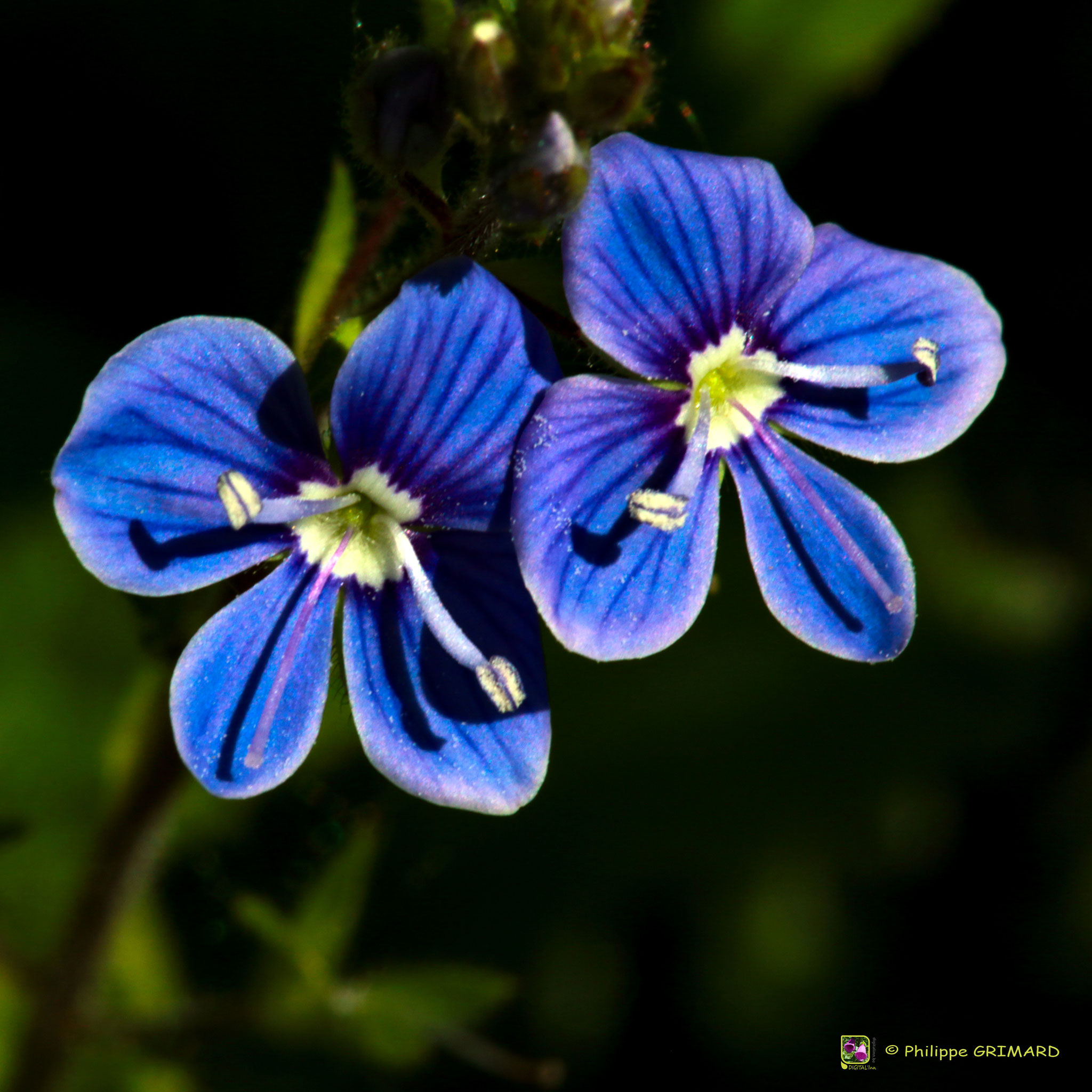 Veronique petit-chêne (Veronica chamaedrys) - Plantaginaceae