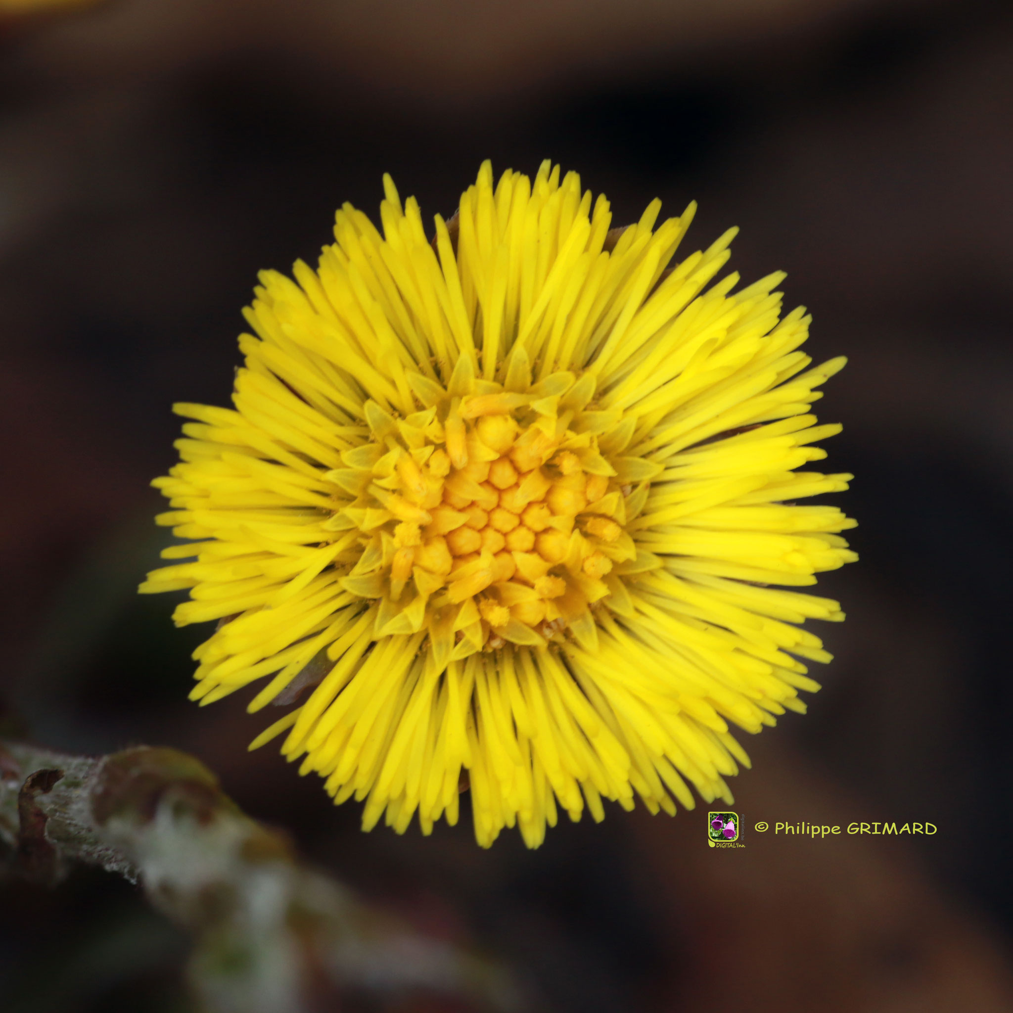 Tussilage ou pas-d'âne (Tussilago farfara) Asteraceae