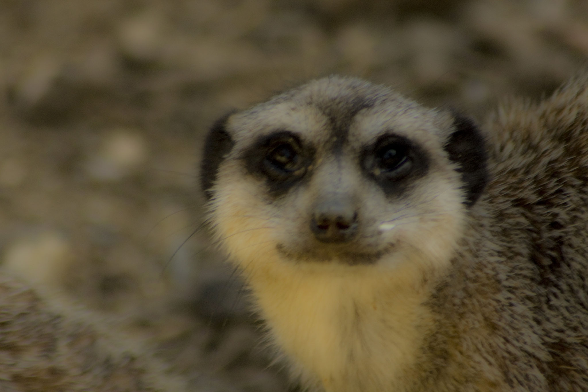 25_Erdmännchen_Frankfurter Zoo