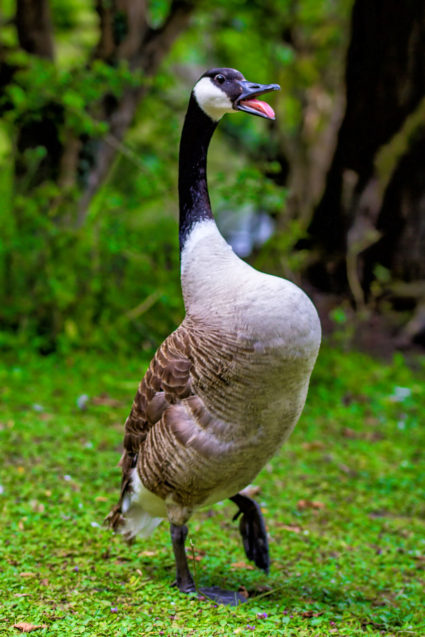 04_Kanadische Wildgans im Naturschutzgebiet Mönchbruch.