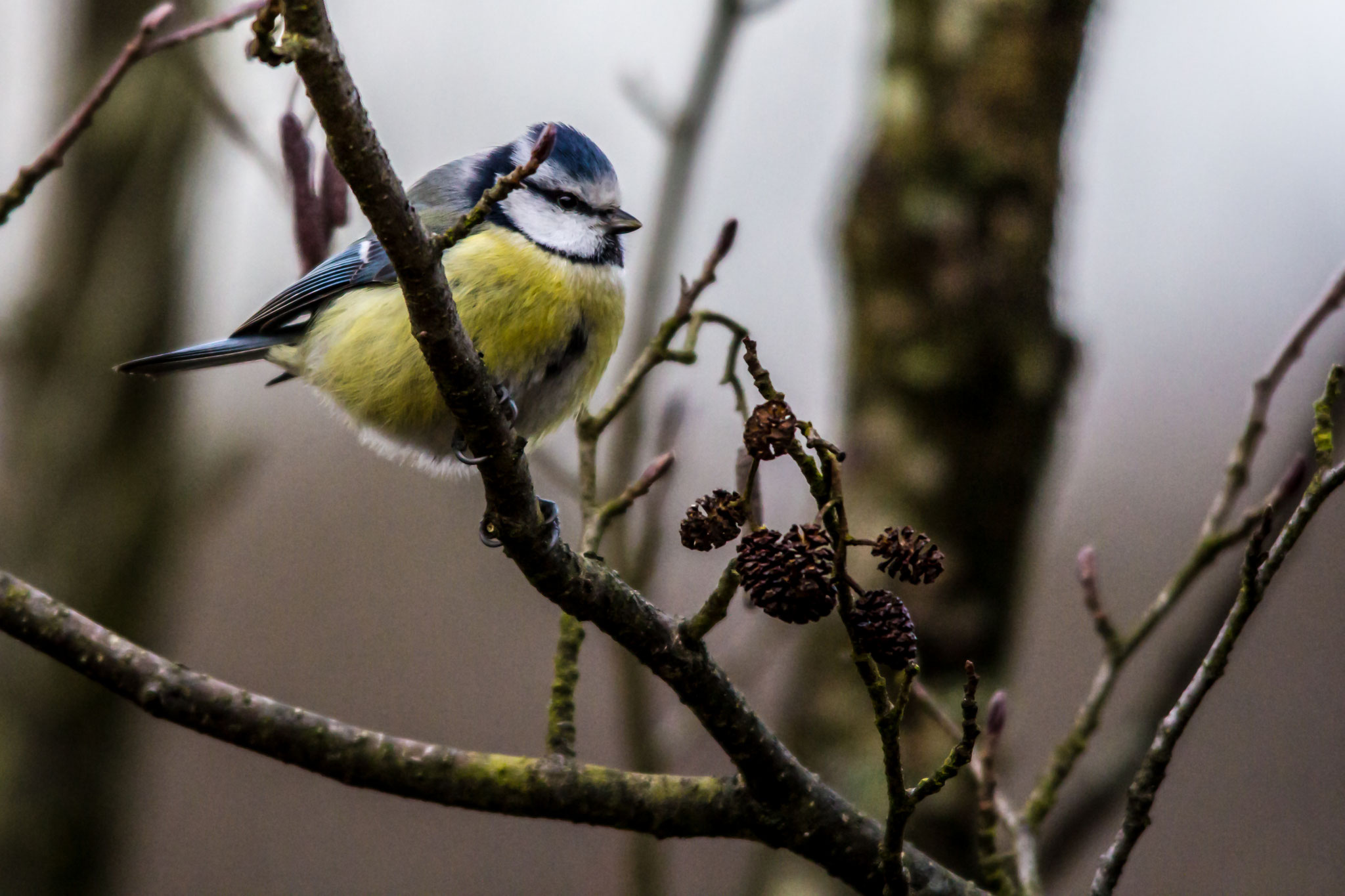 44_Junge Blaumeise im Naturschutzgebiet Mönchbruch.