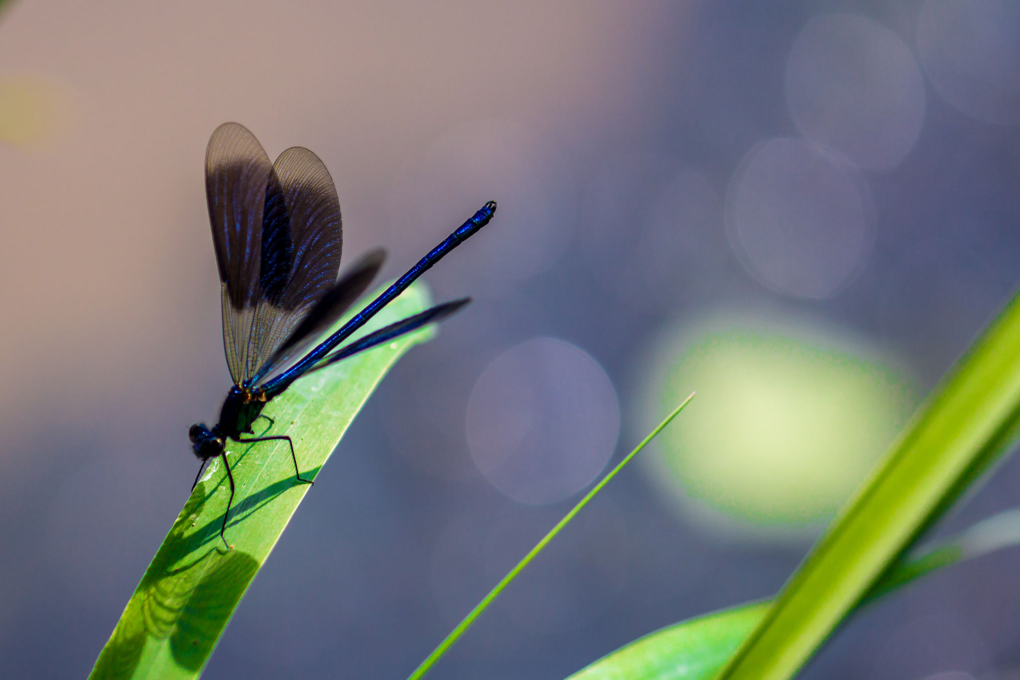 13_Libelle im Naturschutzgebiet Mönchbruch