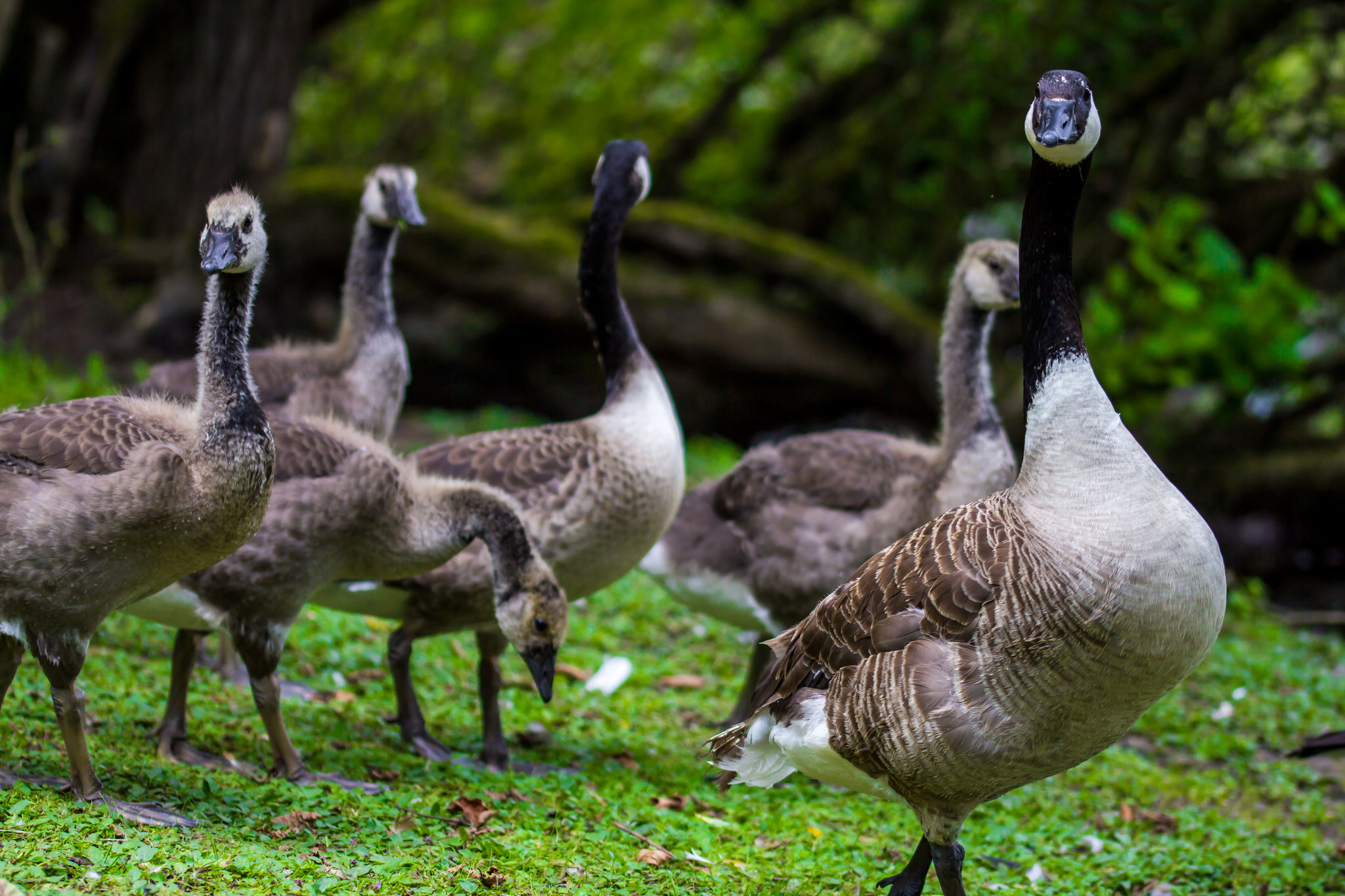 04_Kanadische Wildgänse (Canadian Geese) Naturschutzgebiet Mönchbruch