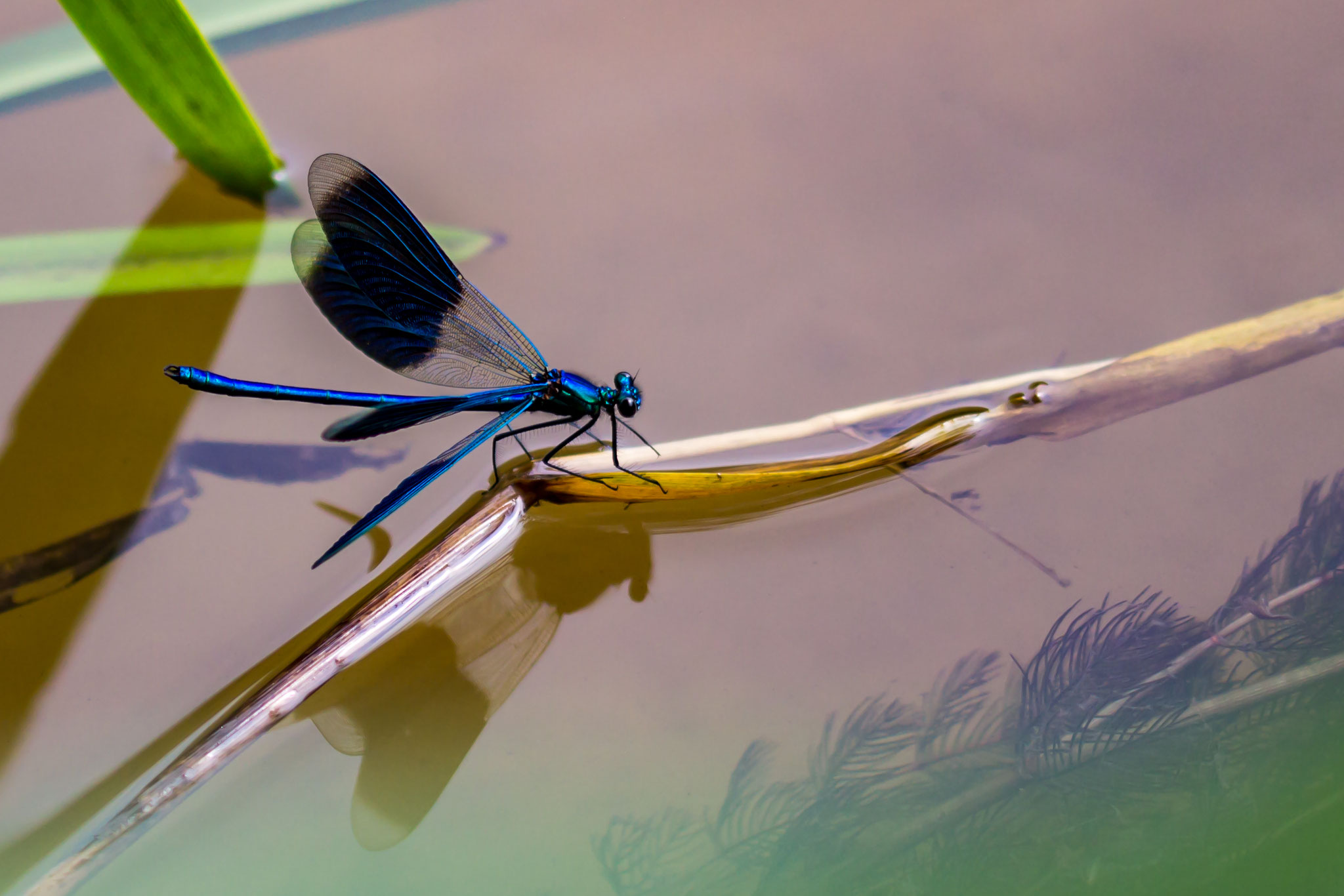 11_Libelle im Naturschutzgebiet Mönchbruch