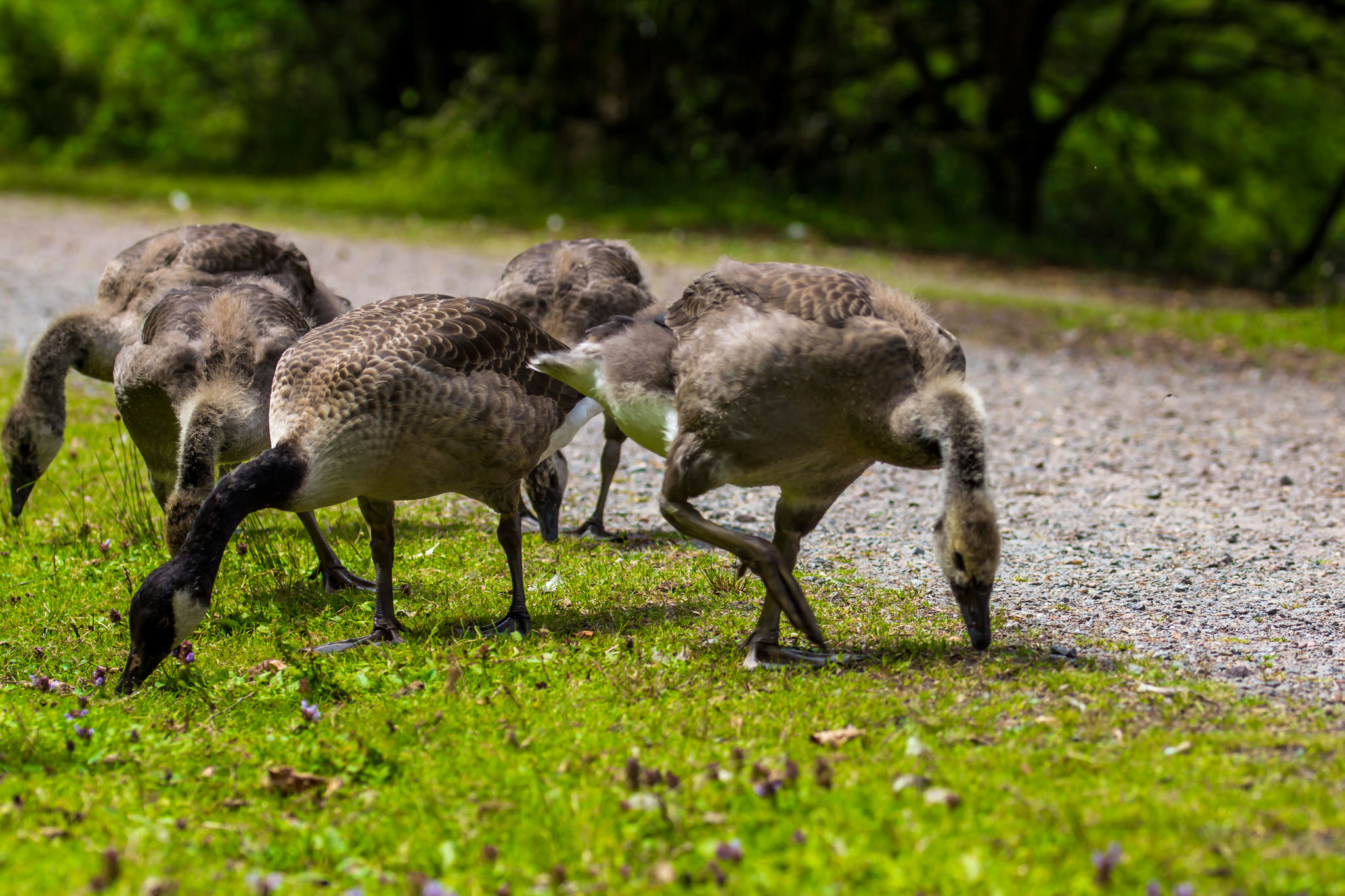 01_Kanadische Wildgänse im Naturschutzgebiet Mönchbruch.