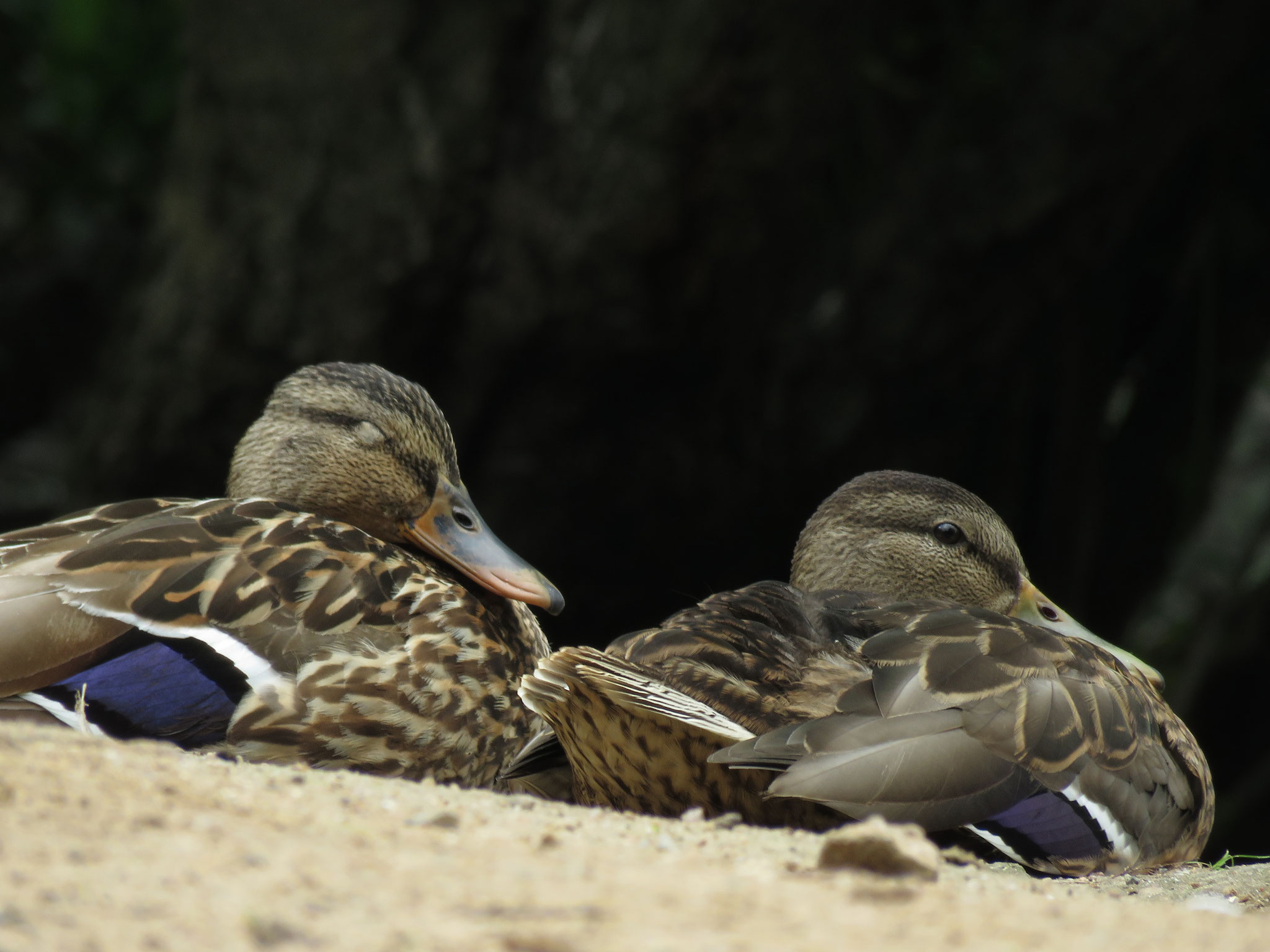 34_Stockenten im Naturschutzgebiet Mönchbruch.