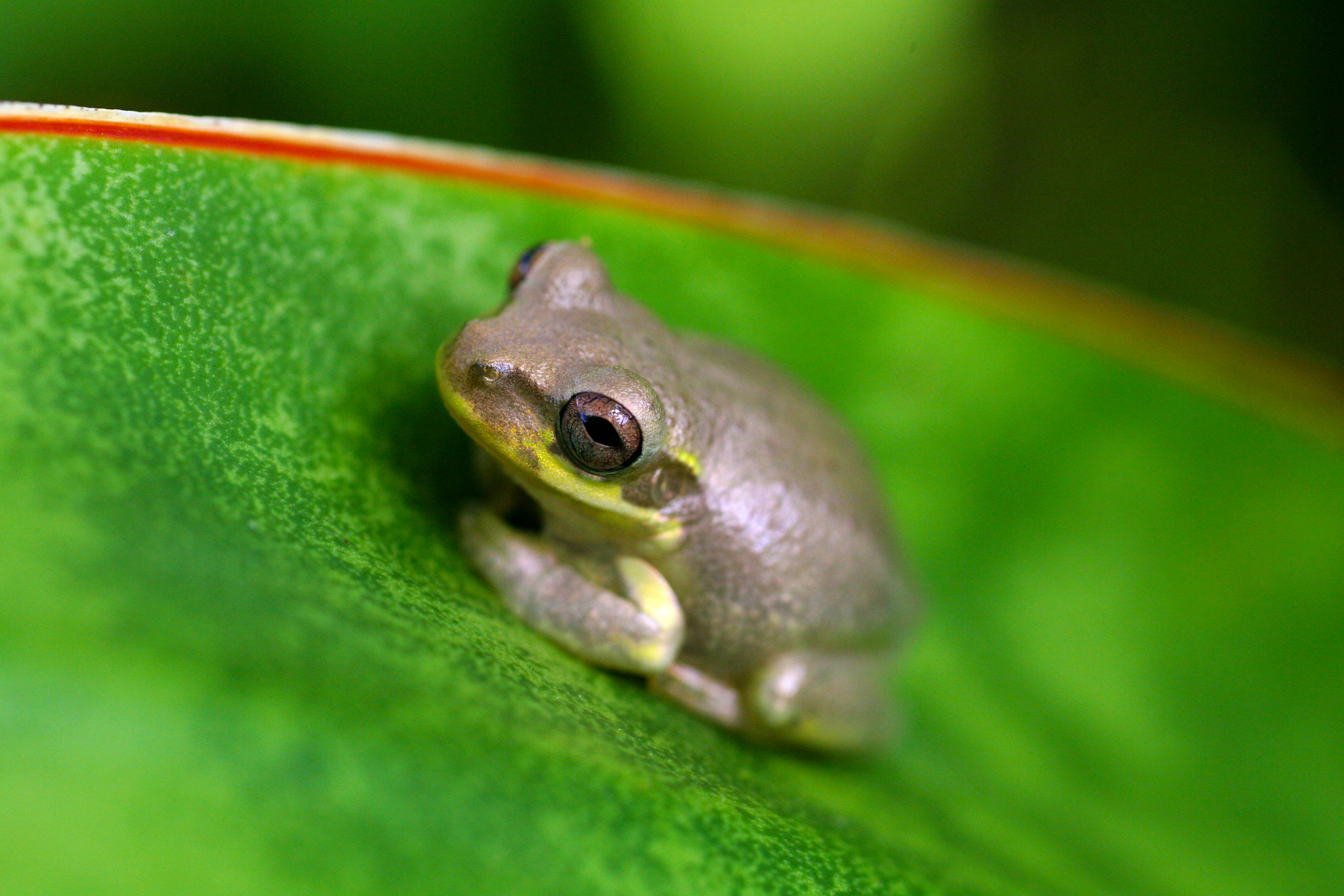 17_Frosch_Frankfurter Zoo