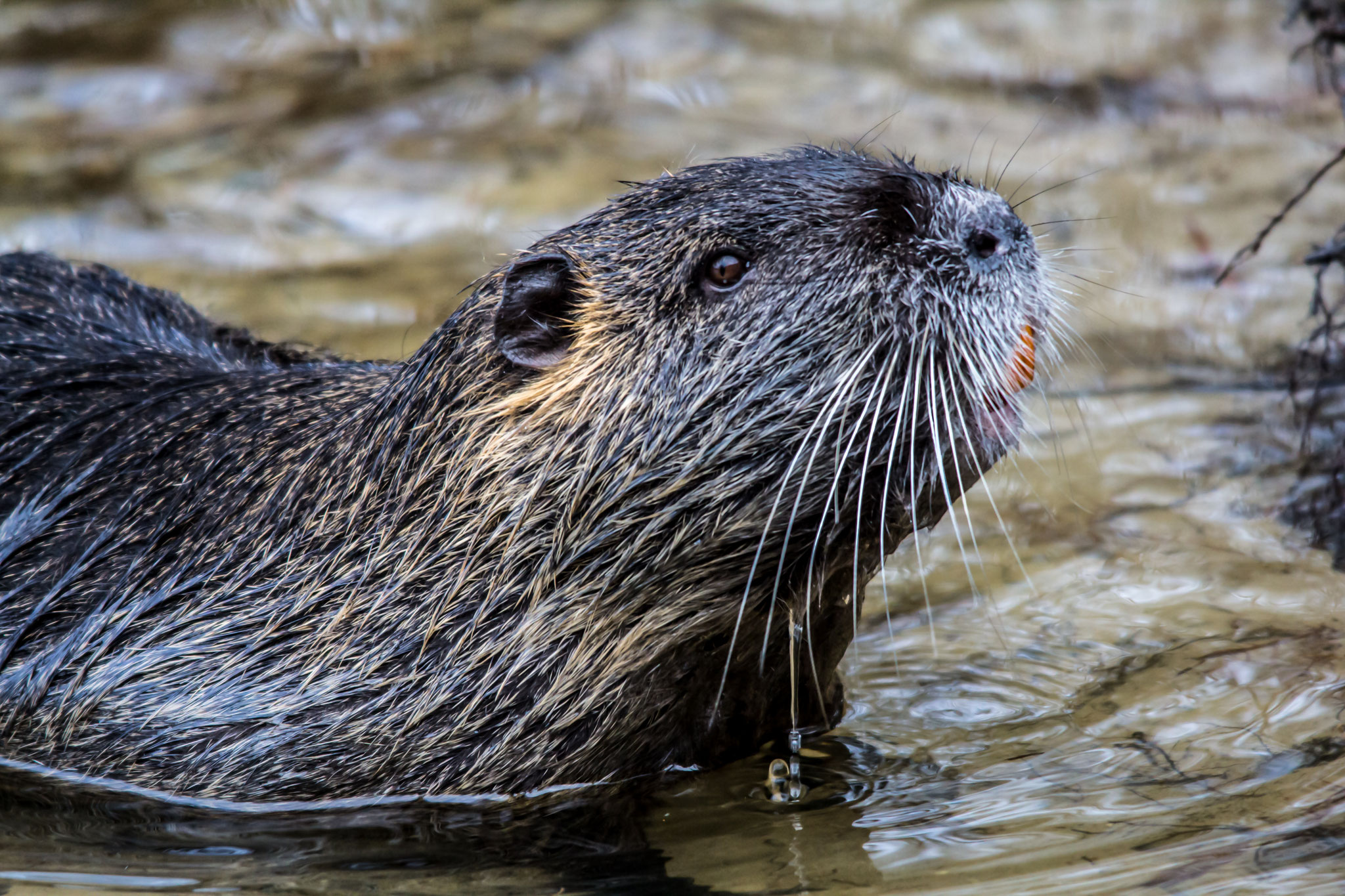 45_Nutria im Naturschutzgebiet Mönchbruch.