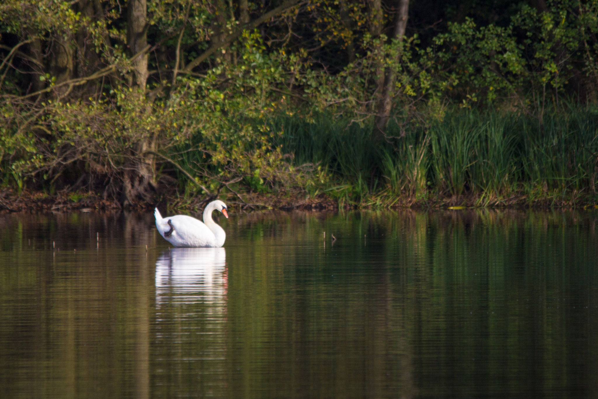 50_Schwan im Naturschutzgebiet Mönchbruch.