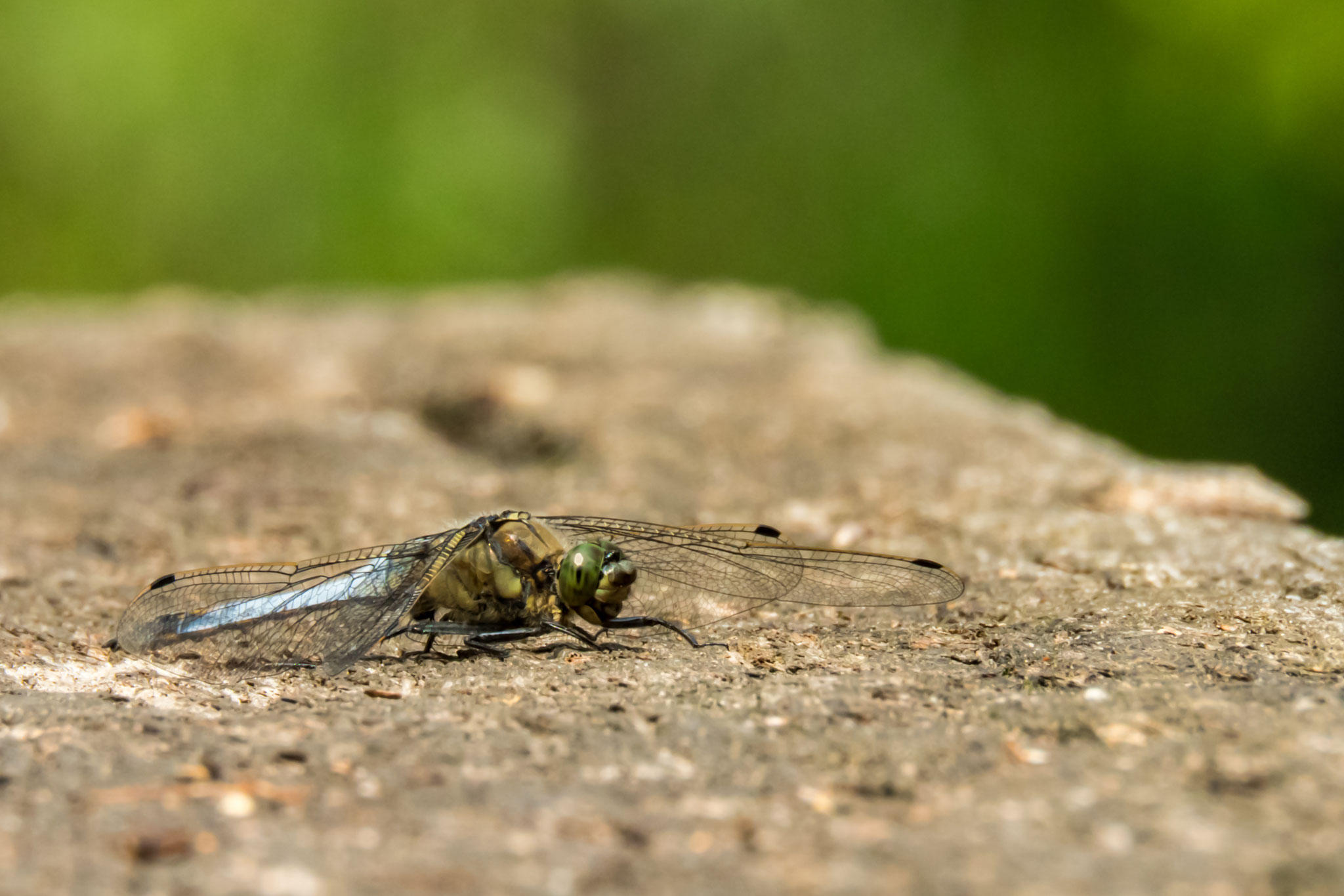 39_Libelle im Naturschutzgebiet Mönchbruch.