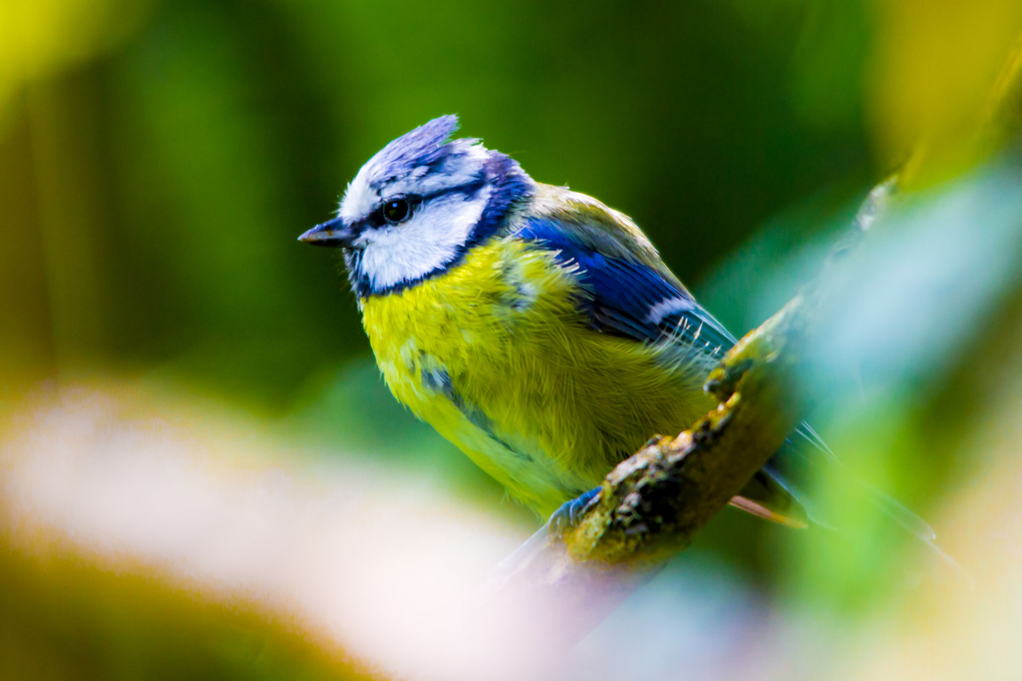 07_Blaumeise im Naturschutzgebiet Mönchbruch