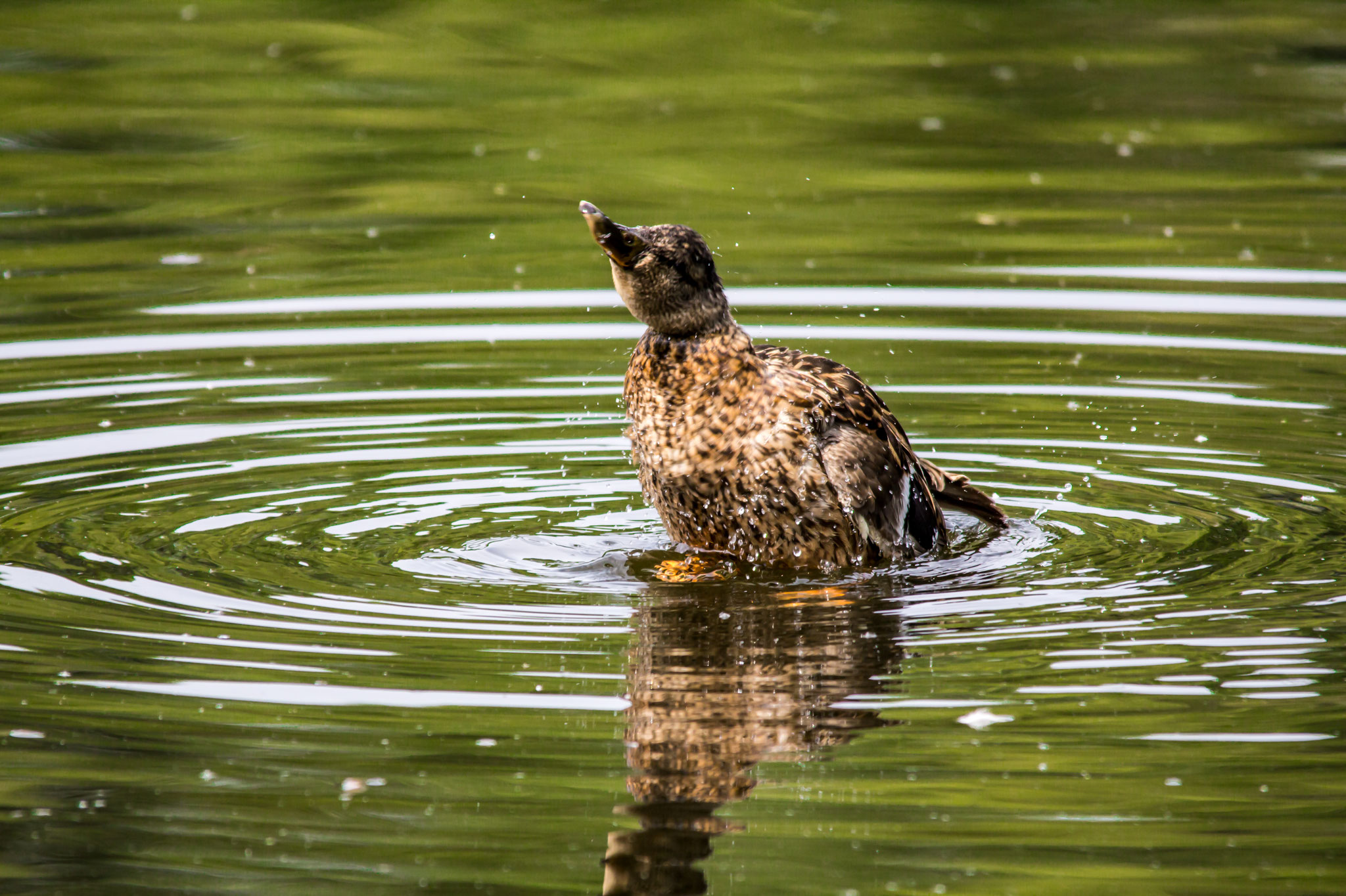 43_Stockenten im Naturschutzgebiet Mönchbruch