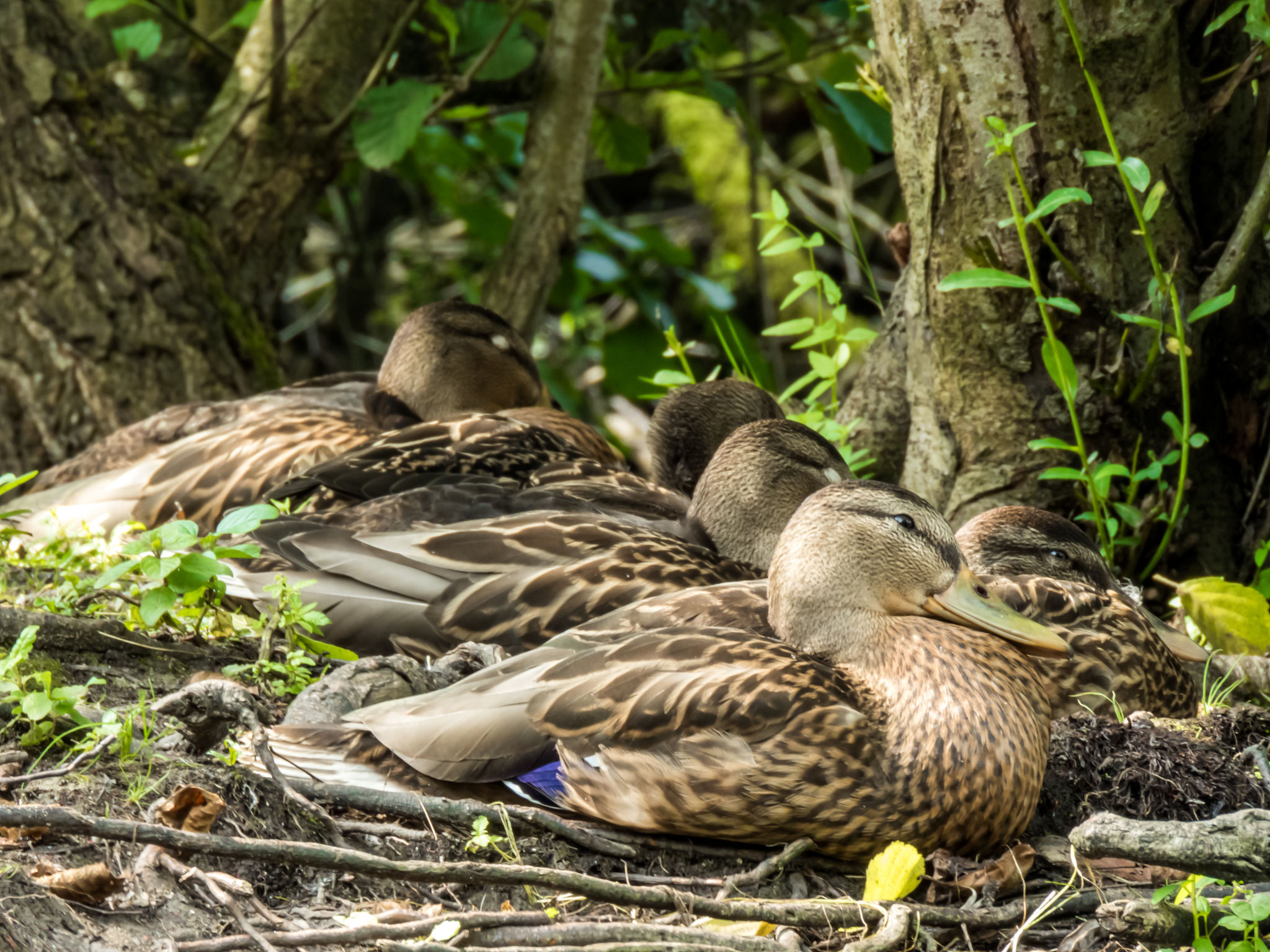 50_Stockenten im Naturschutzgebiet Mönchbruch