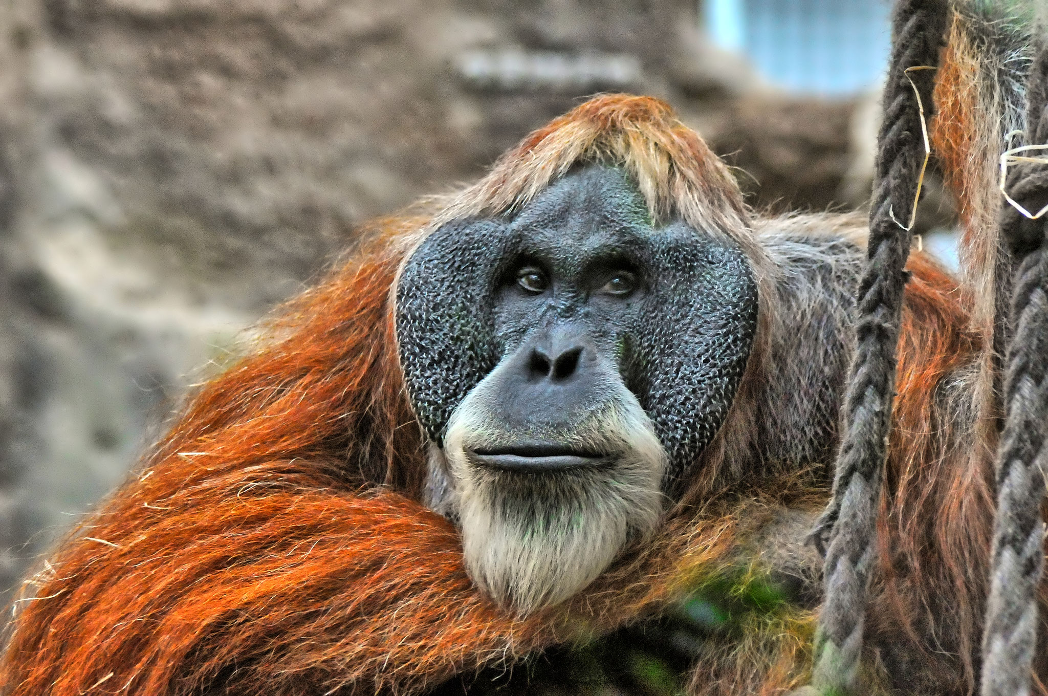 23_Orang Utan_Münchner Tierpark Hellabrunn