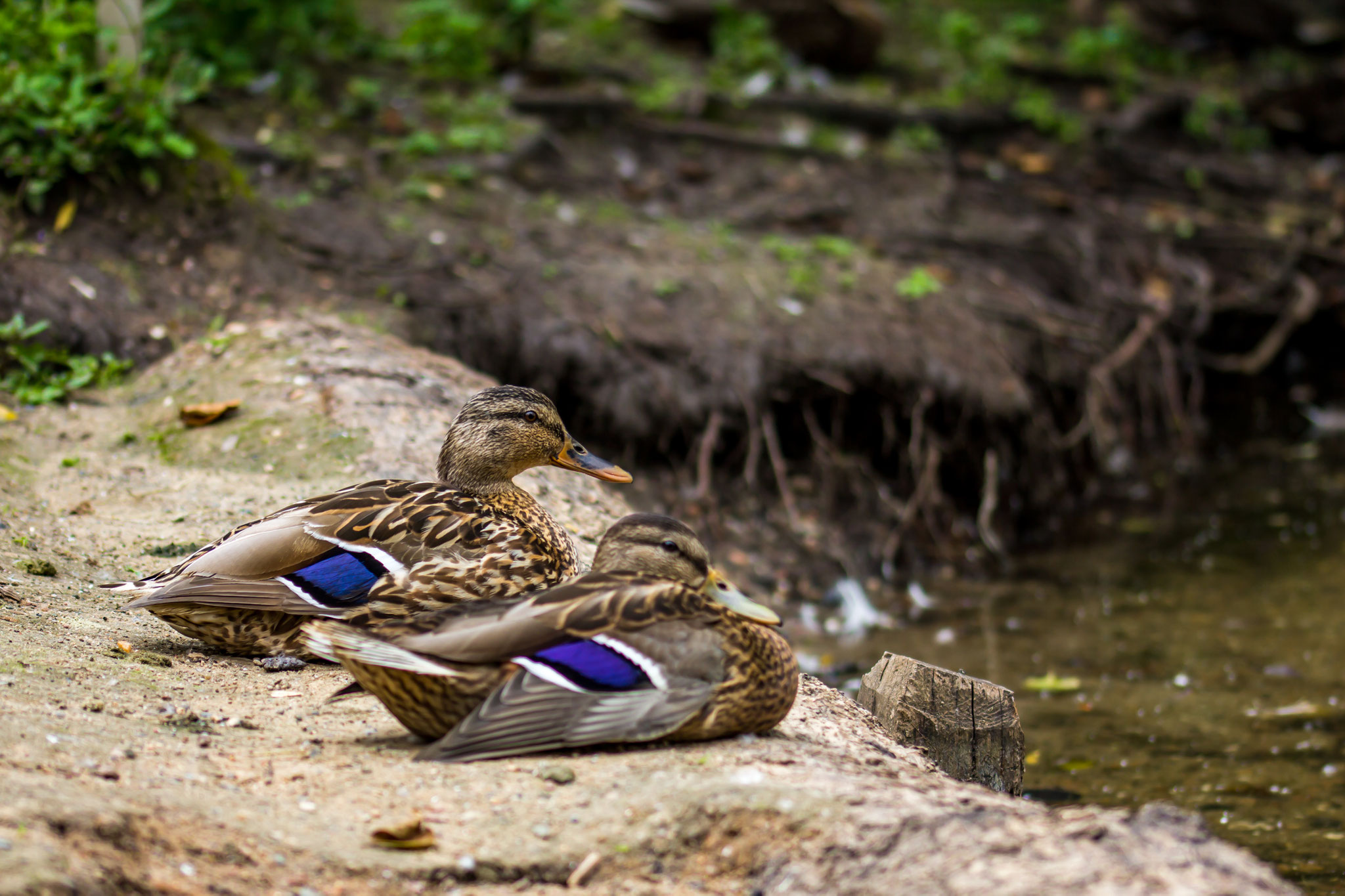 36_Stockenten im Naturschutzgebiet Mönchbruch