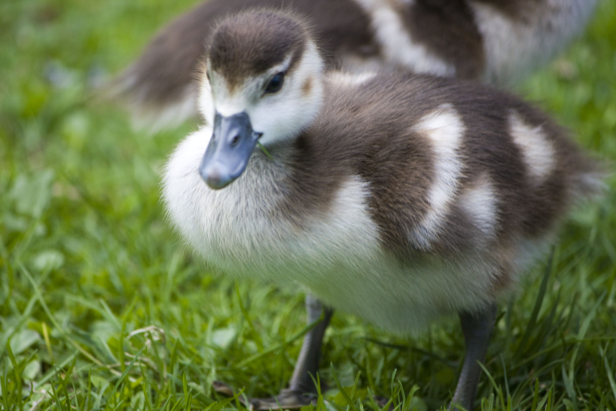 33_Enten_Frankfurter Zoo