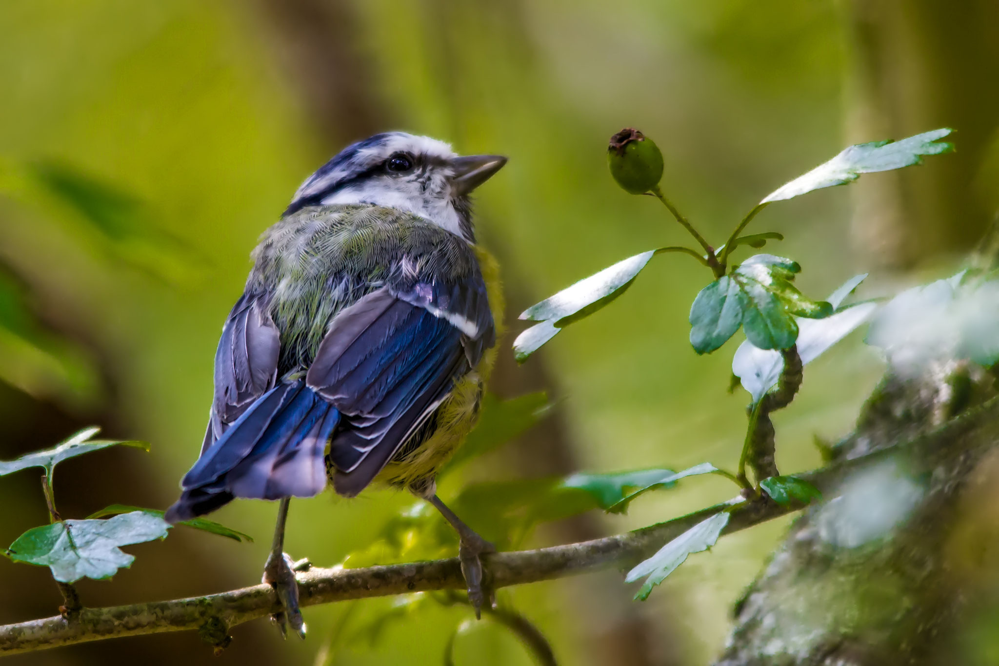 20_Junge Blaumeise im Naturschutzgebiet Mönchbruch.