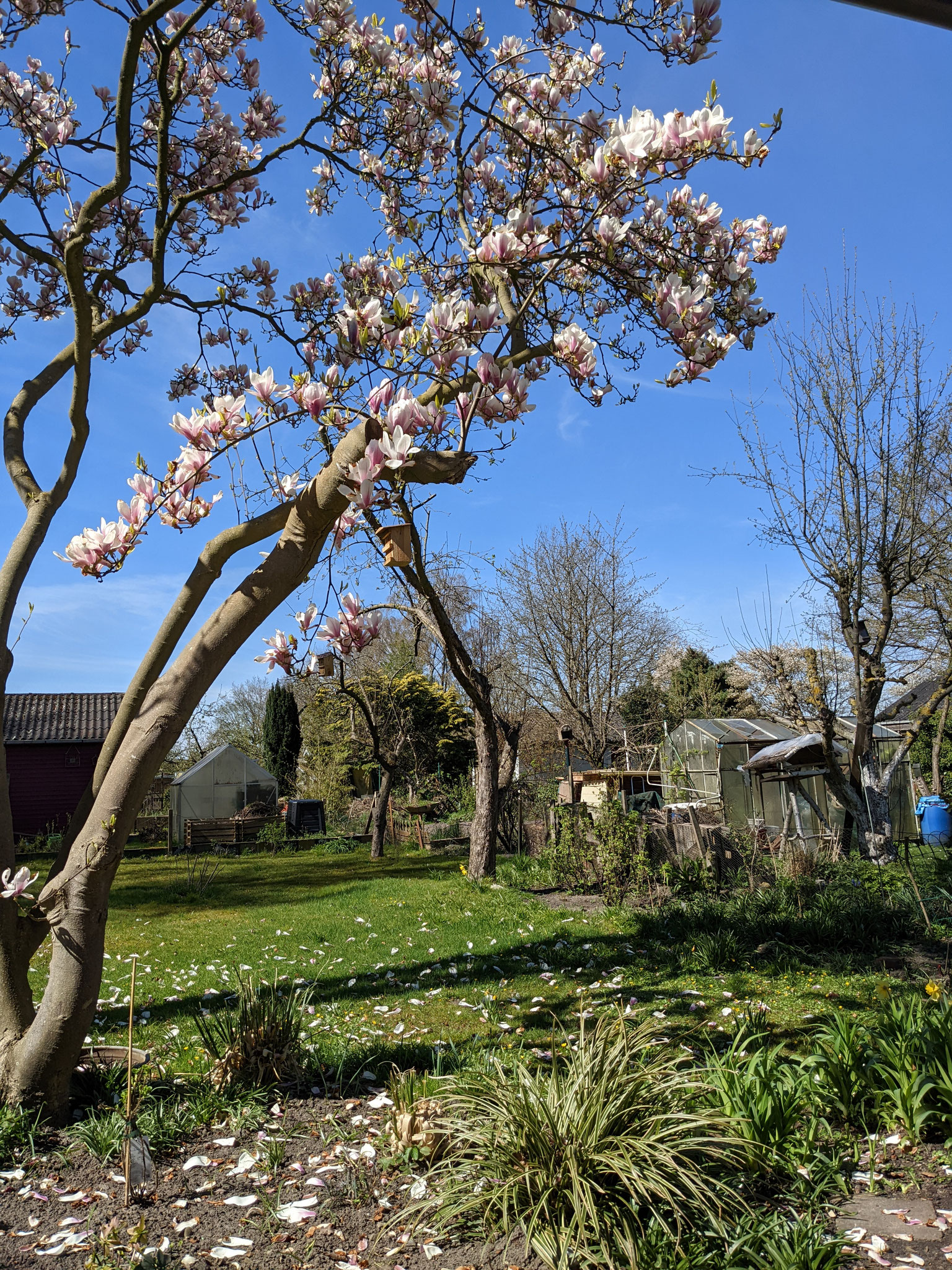 Magnolie im Garten an der Tannenbergstraße 2022