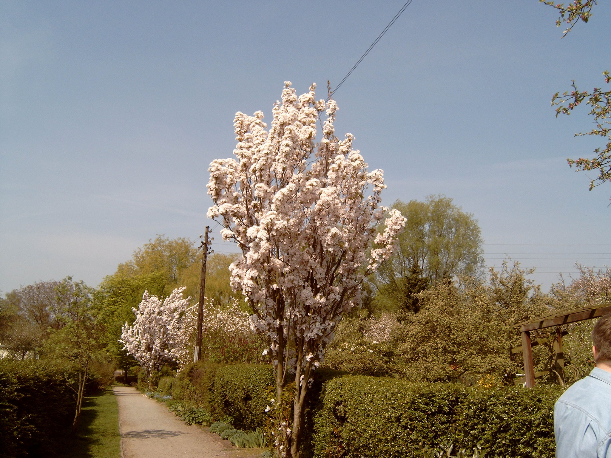 Eichenweg in der Altanlage April 2004