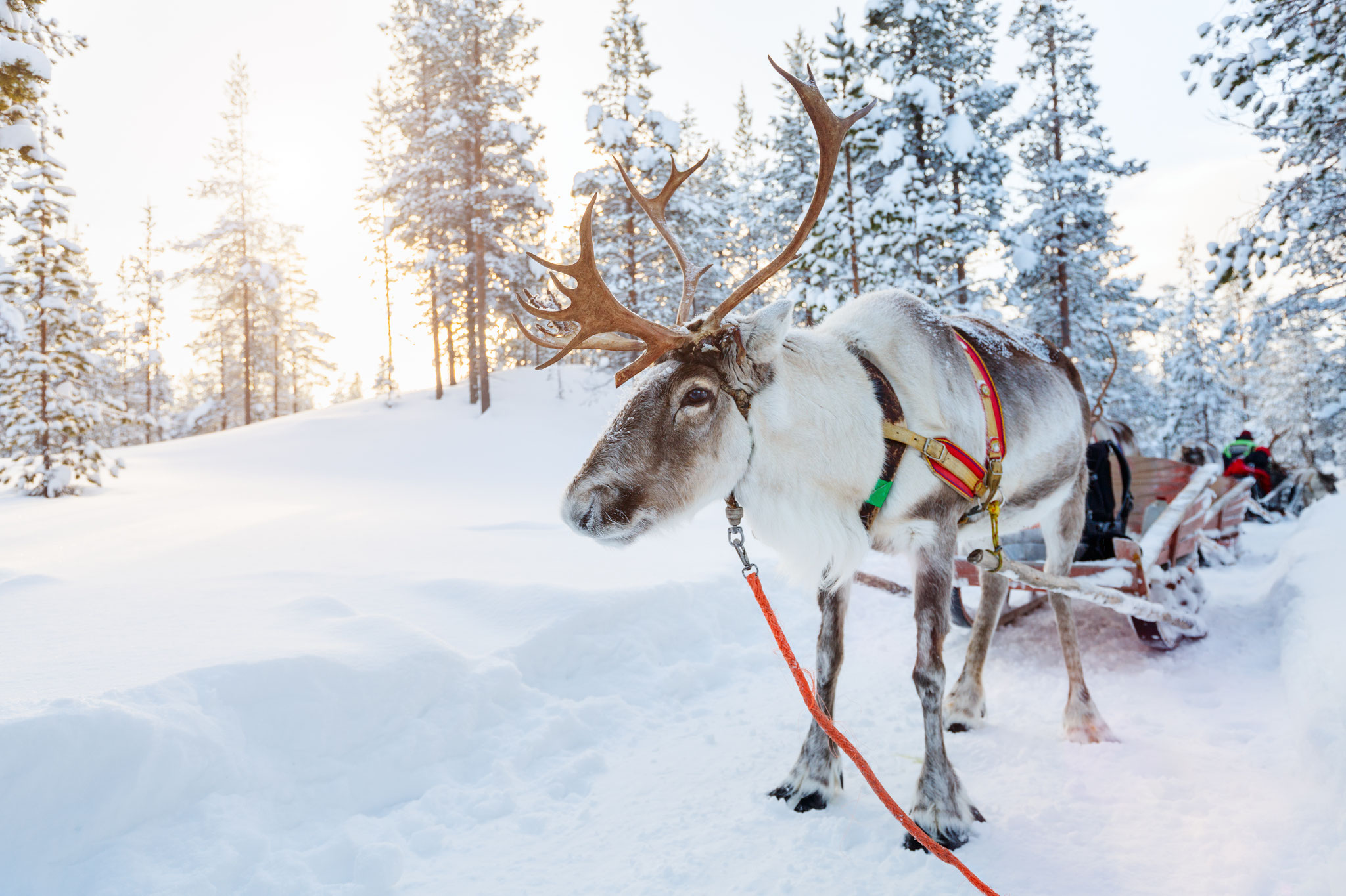 Abenteuer-Winterwoche in Finnisch Lappland
