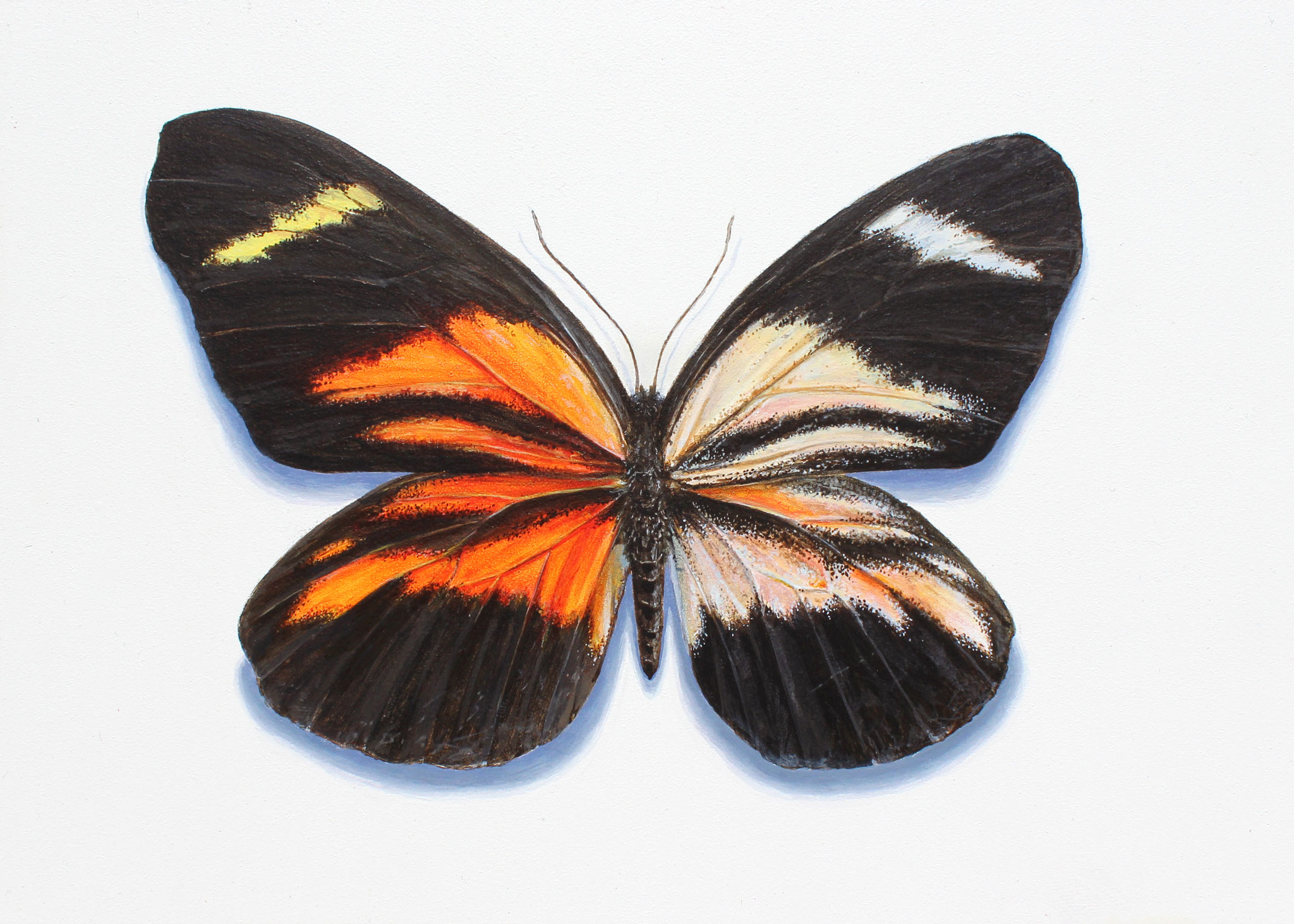 "Gynandromorph IV (Perrhybris Lorena)", Acrylic on Panel, 13x18cm, 2022