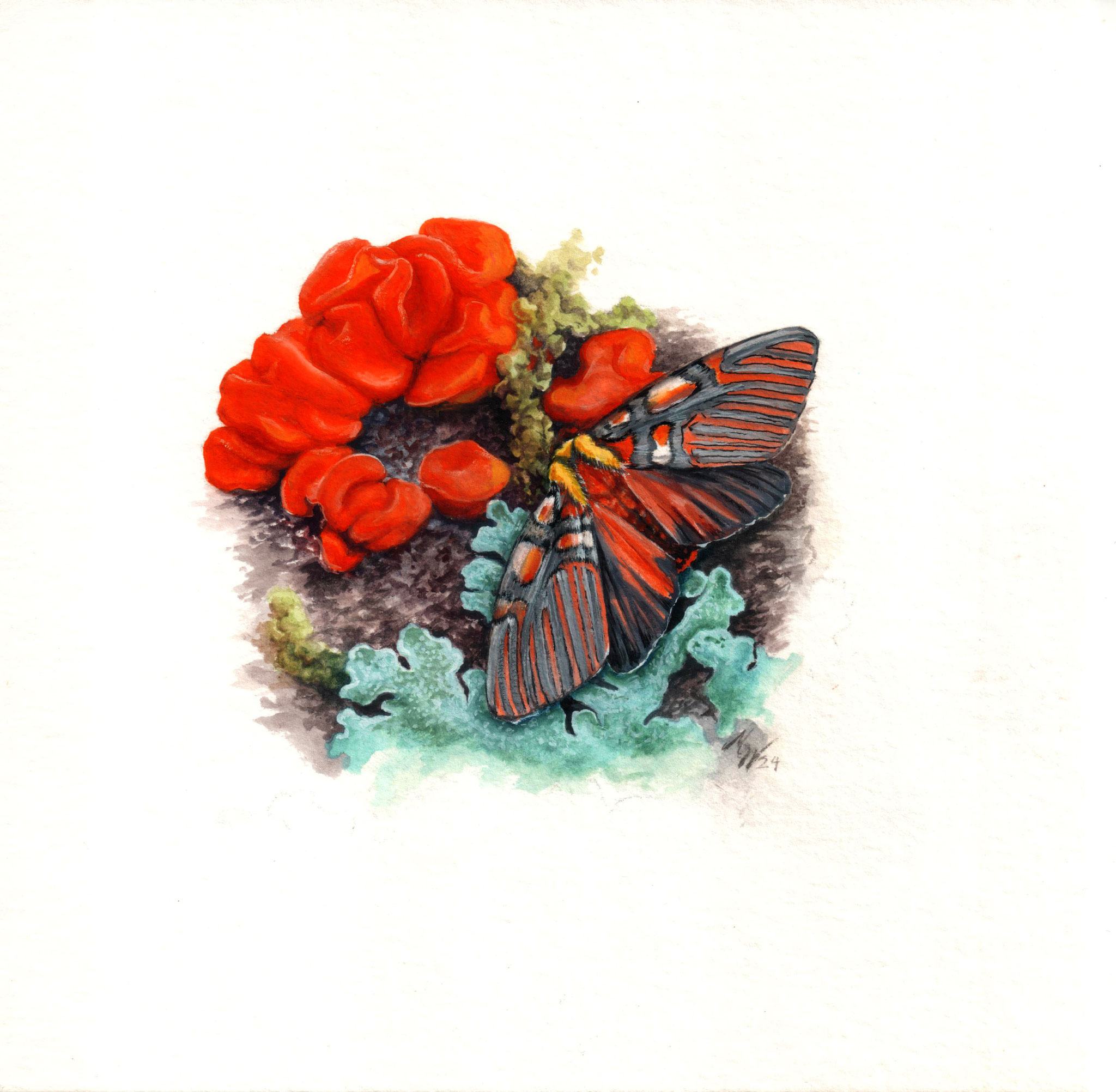 "Tigermoth- Anaxita sannionis", guoache on Hanhemühle Bamboo paper, 15x15cm, 2024