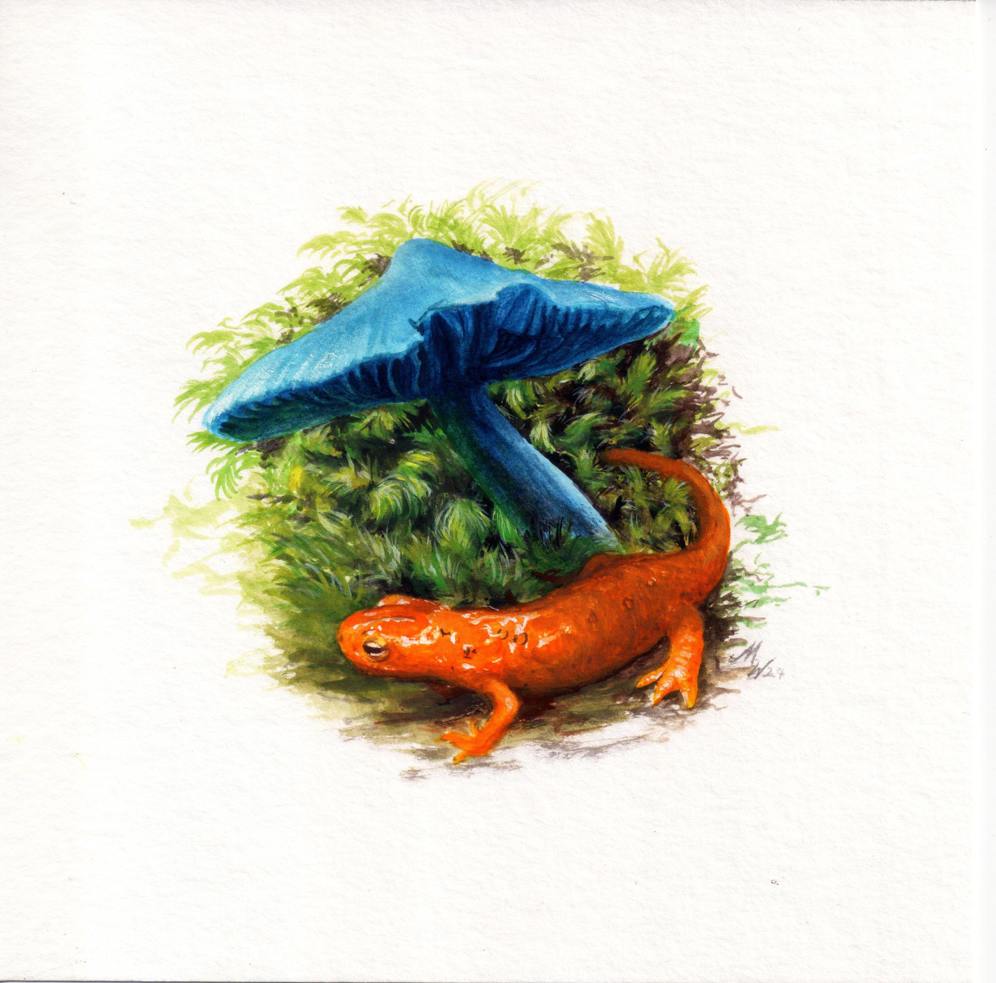 "RedSpotted Newt- Notophthalmus viridescens", guoache on Hanhemühle Bamboo paper, 15x15cm, 2024