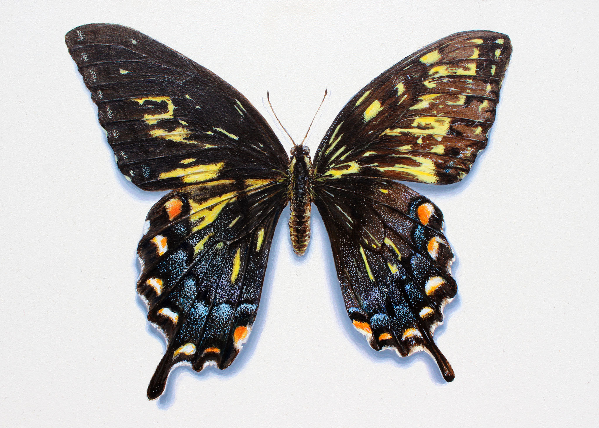 "Gynandromorph III (Papilio Glaucus)", Acrylic on Panel, 13x18cm, 2022