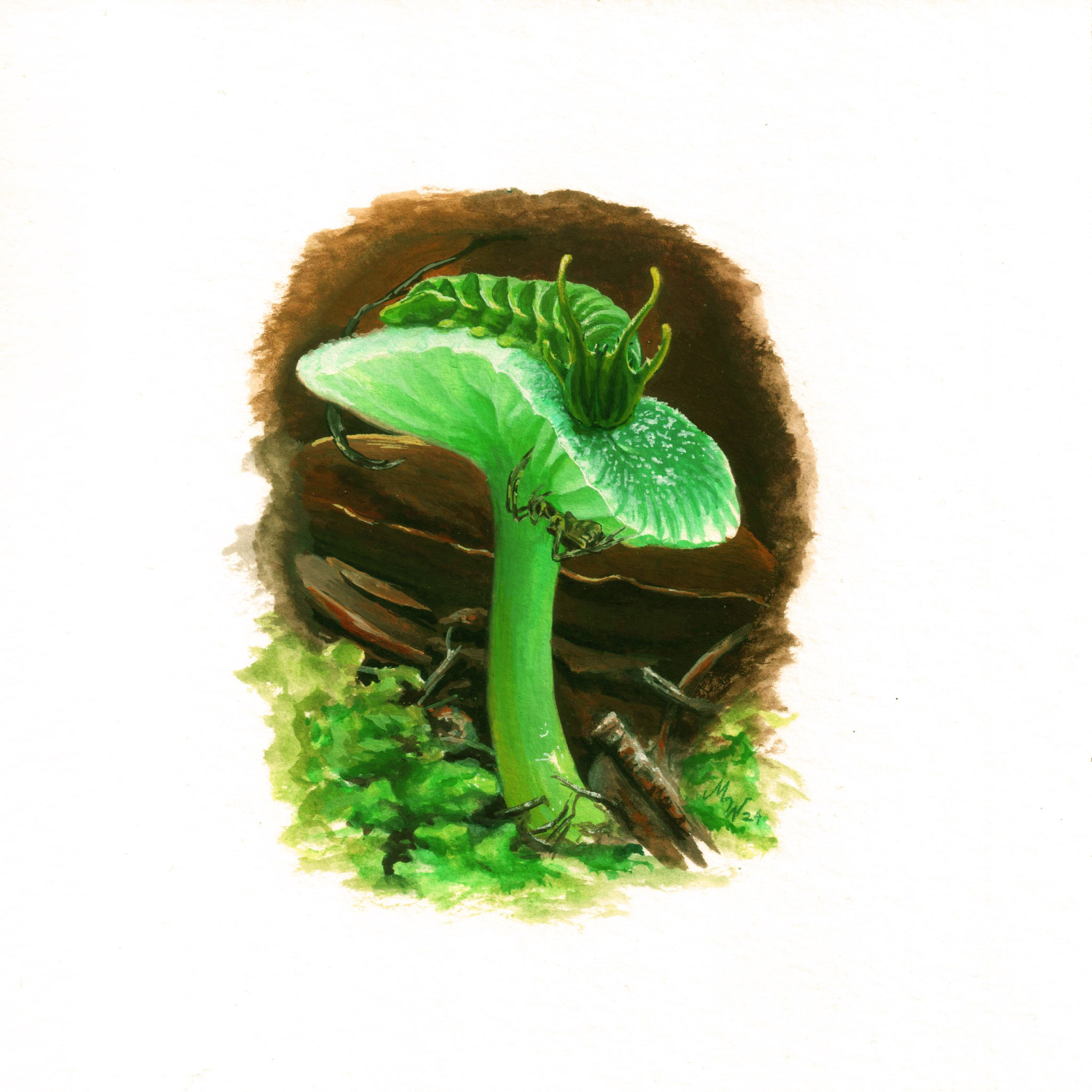 "Dragon Caterpillar -Polyura sempronius", guoache on Hanhemühle Bamboo paper, 15x15cm, 2024