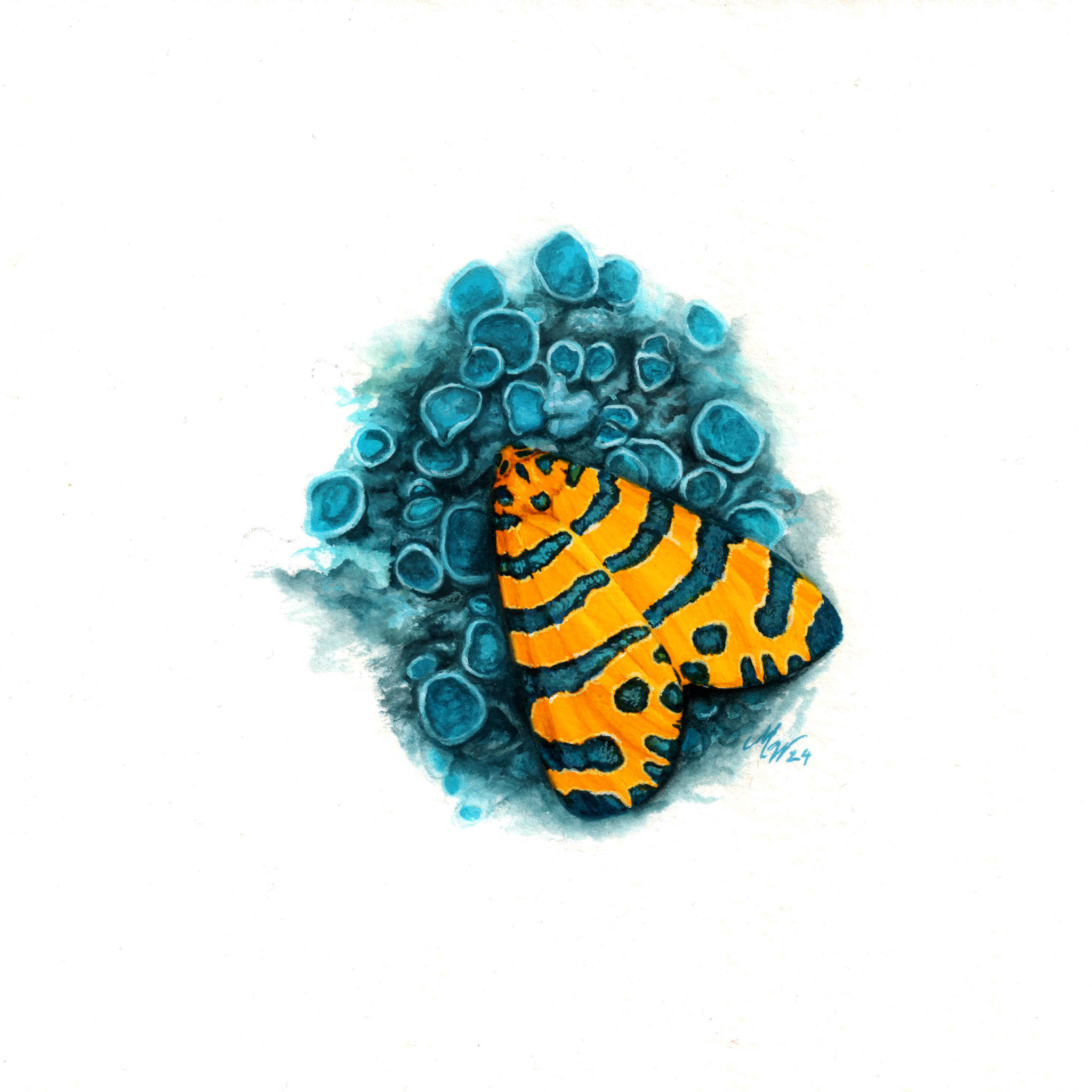 "Yellow Moth- Amphicallia bellatrix", guoache on Hanhemühle Bamboo paper, 15x15cm, 2024