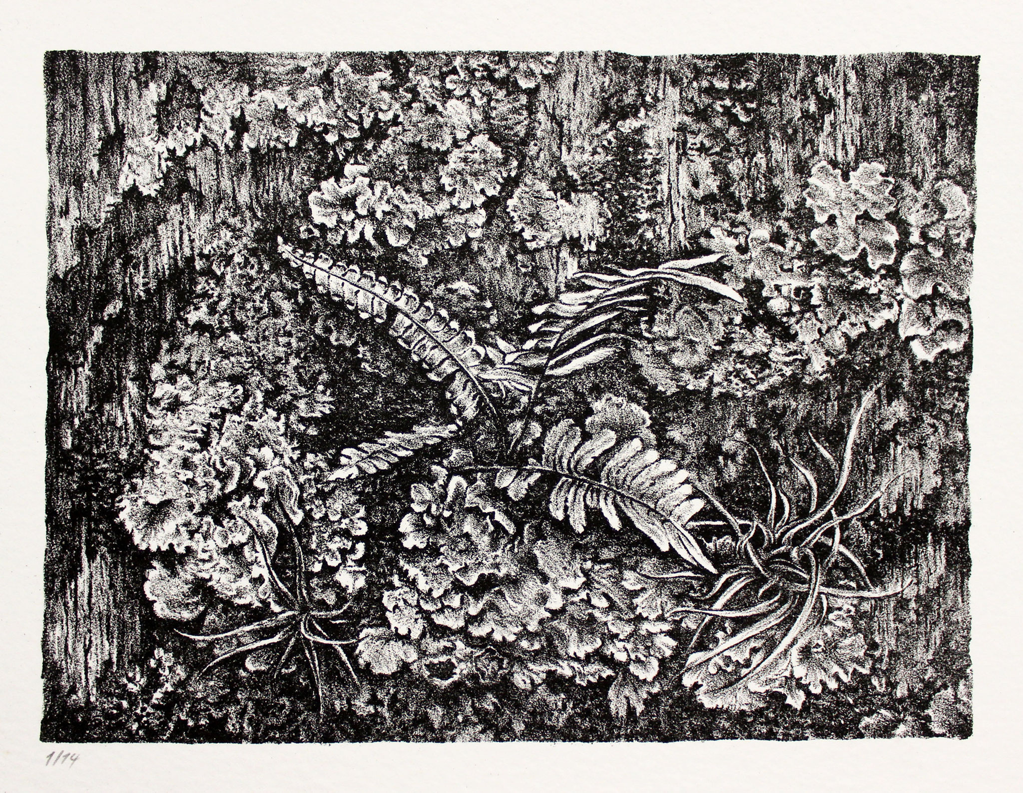 "Epiphytes" Lithography, 8x10in, edition of 14, 2019