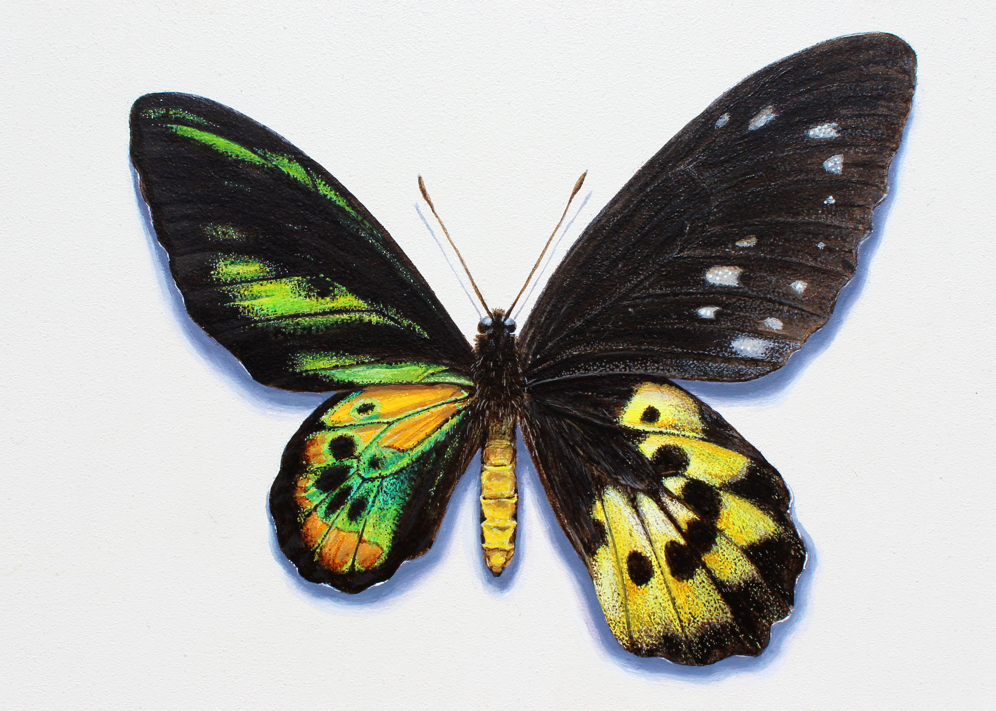 "Gynandromorph II (Ornithoptera Rothschildi)", Acrylic on Panel, 13x18cm, 2022