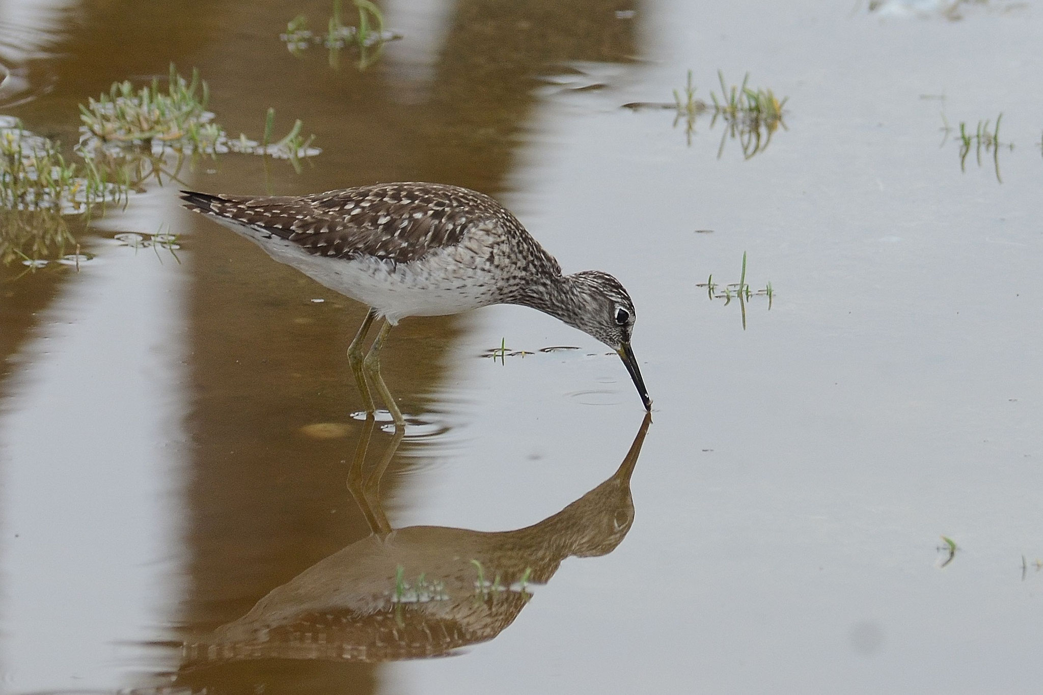 Bruchwasserläufer, Foto: Walter Weinbrenner