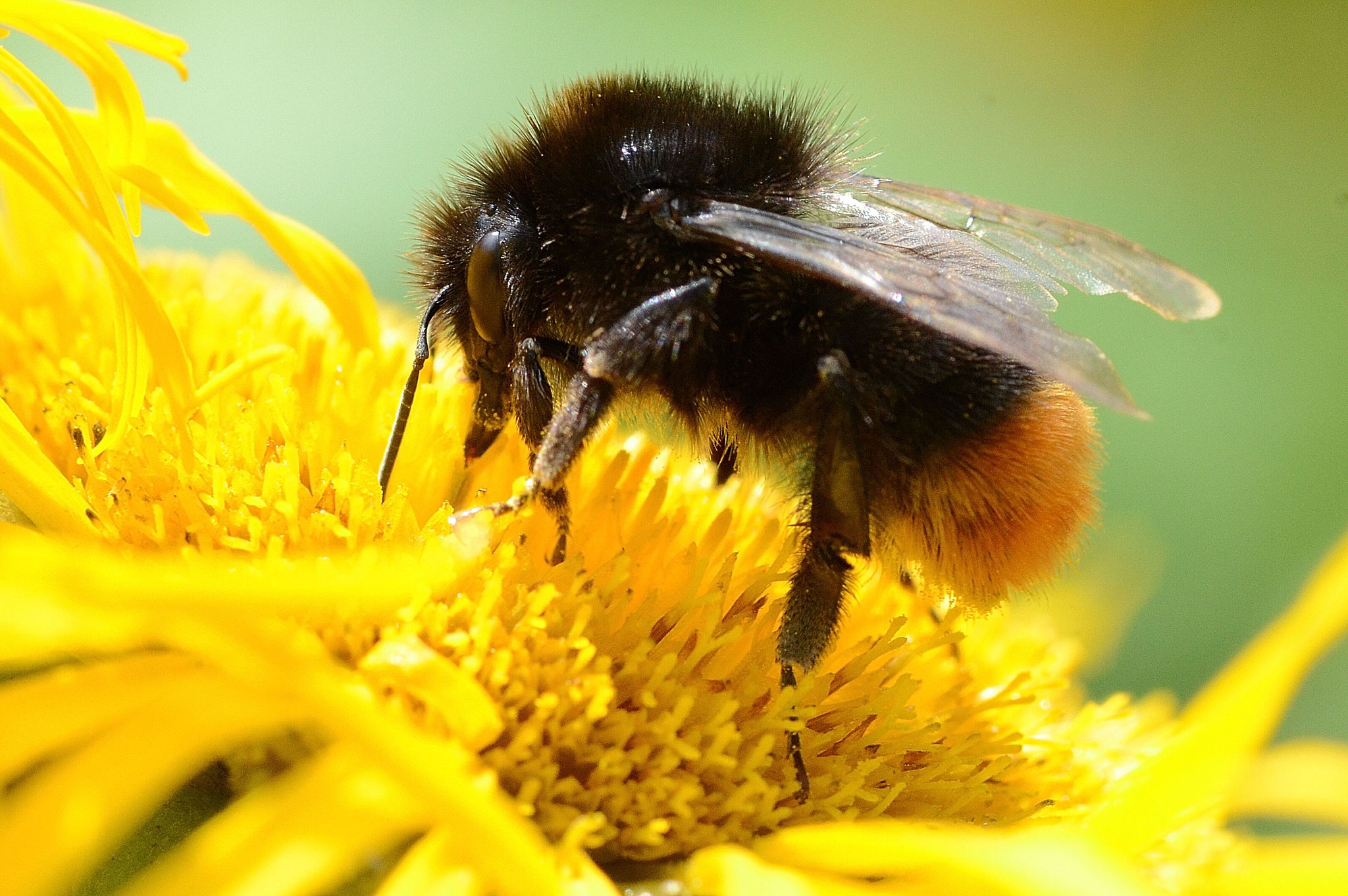 Steinhummel, Foto: Walter Weinbrenner